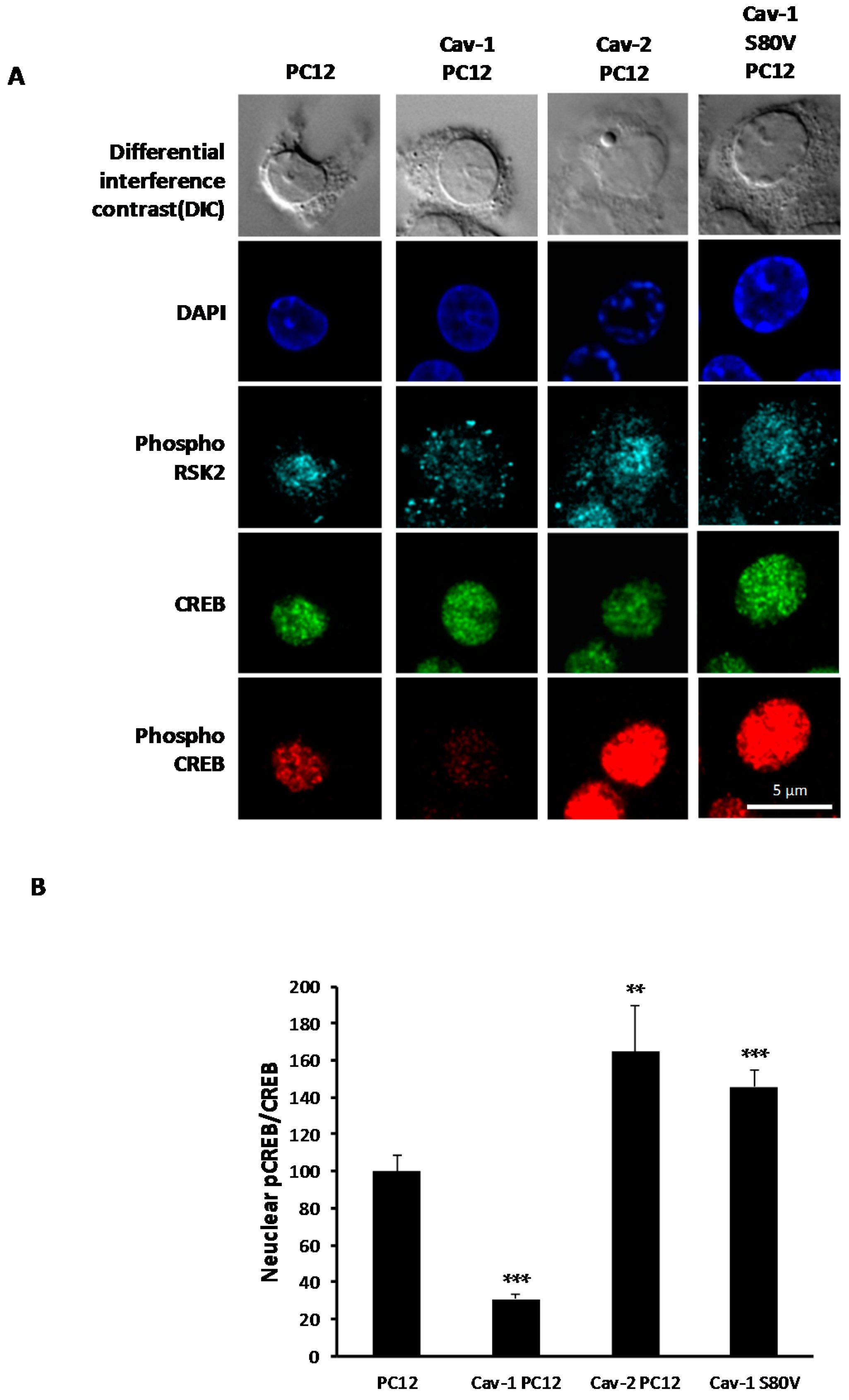 Ijms 18 00693 g009 550