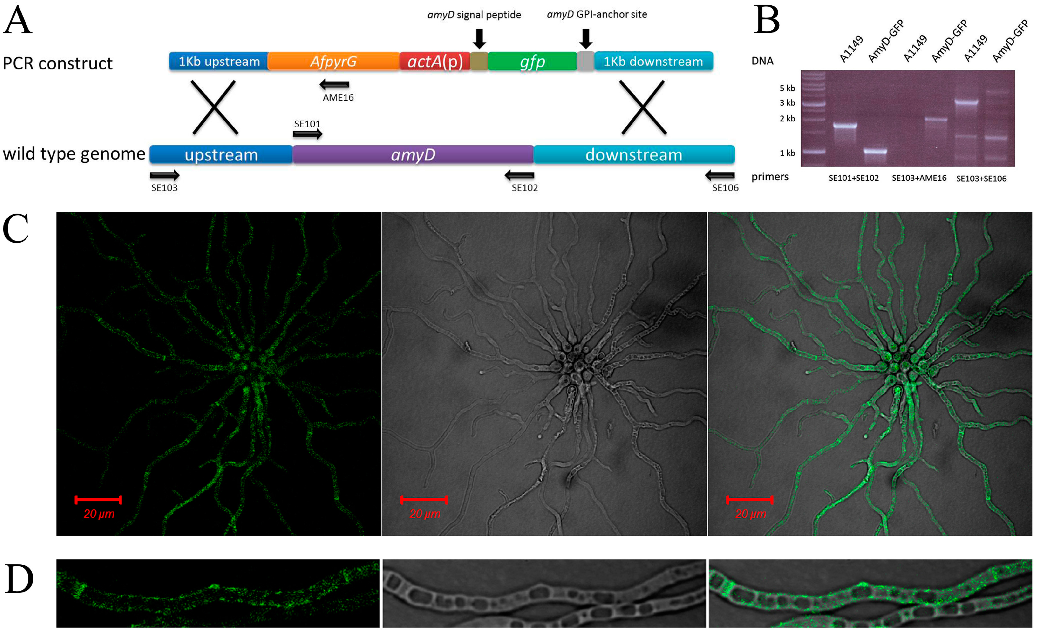 Ijms 18 00695 g001 550