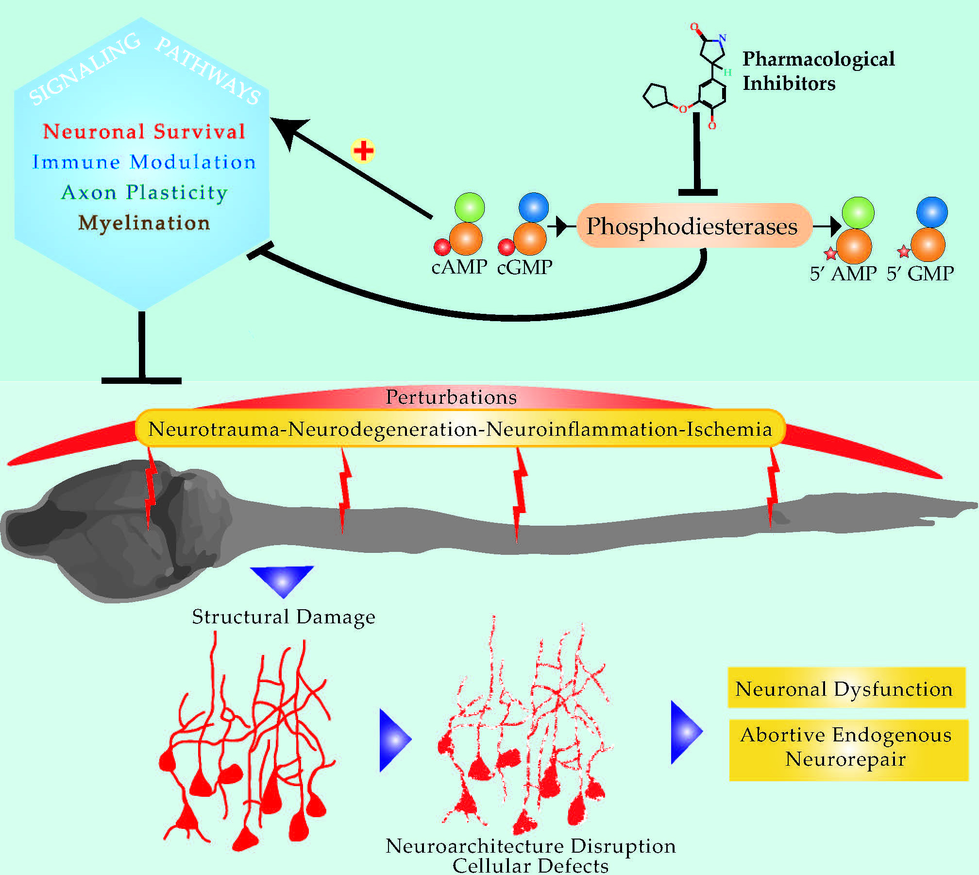 | Free Full-Text | Phosphodiesterase Inhibitors as a Therapeutic to Neuroprotection and Repair | HTML