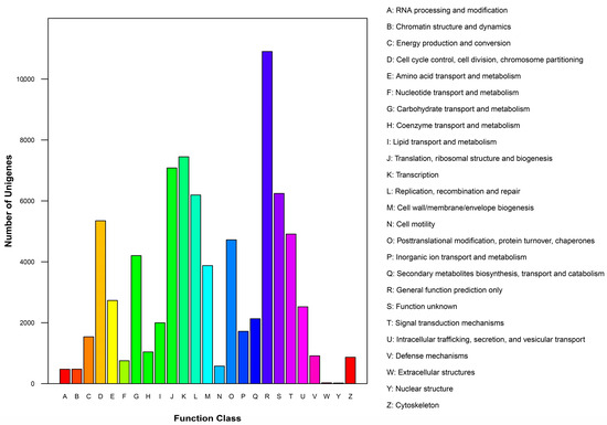 De Novo Assembly, Annotation, and Characterization of Root