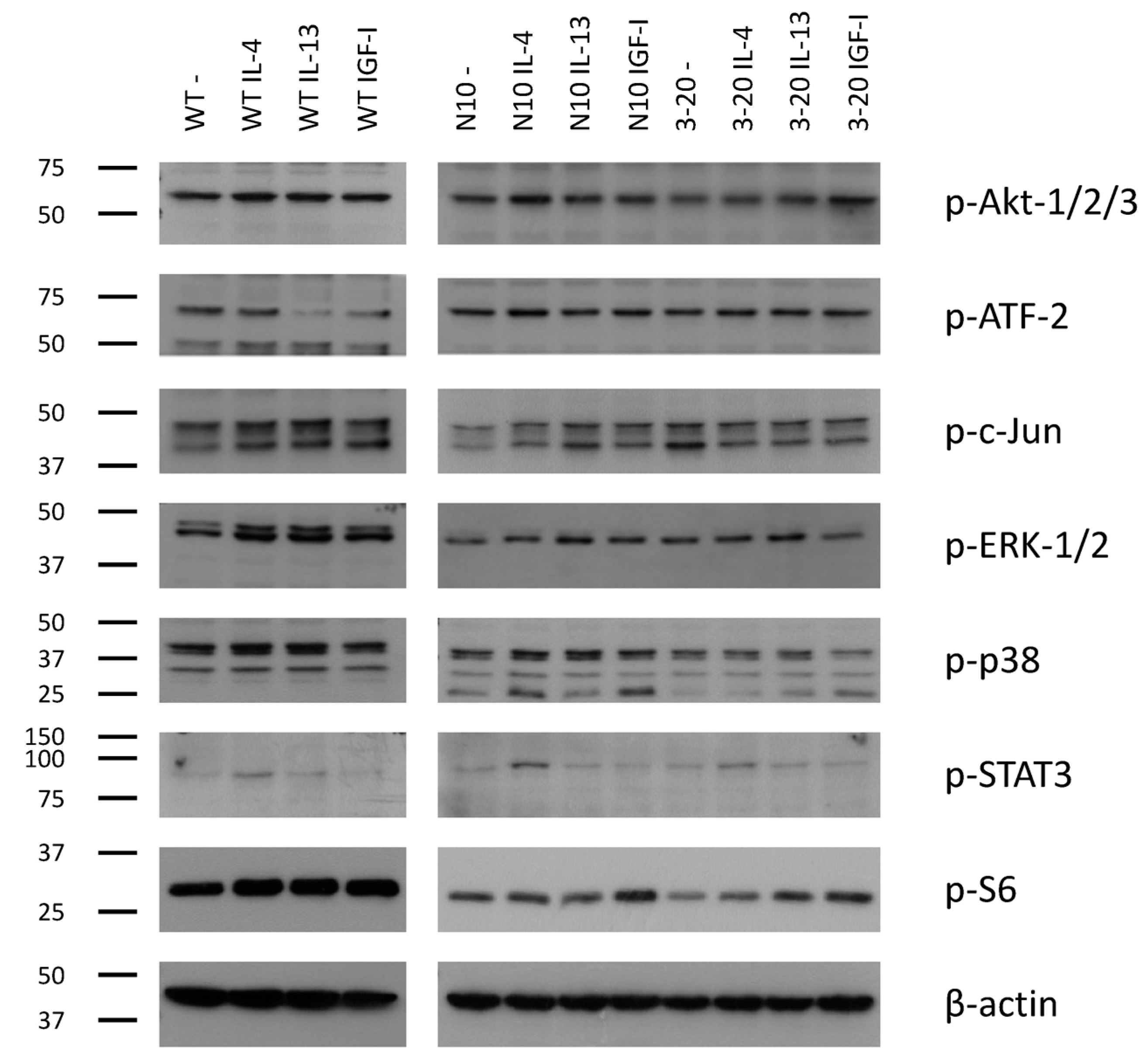 Ijms 18 00716 g004 550