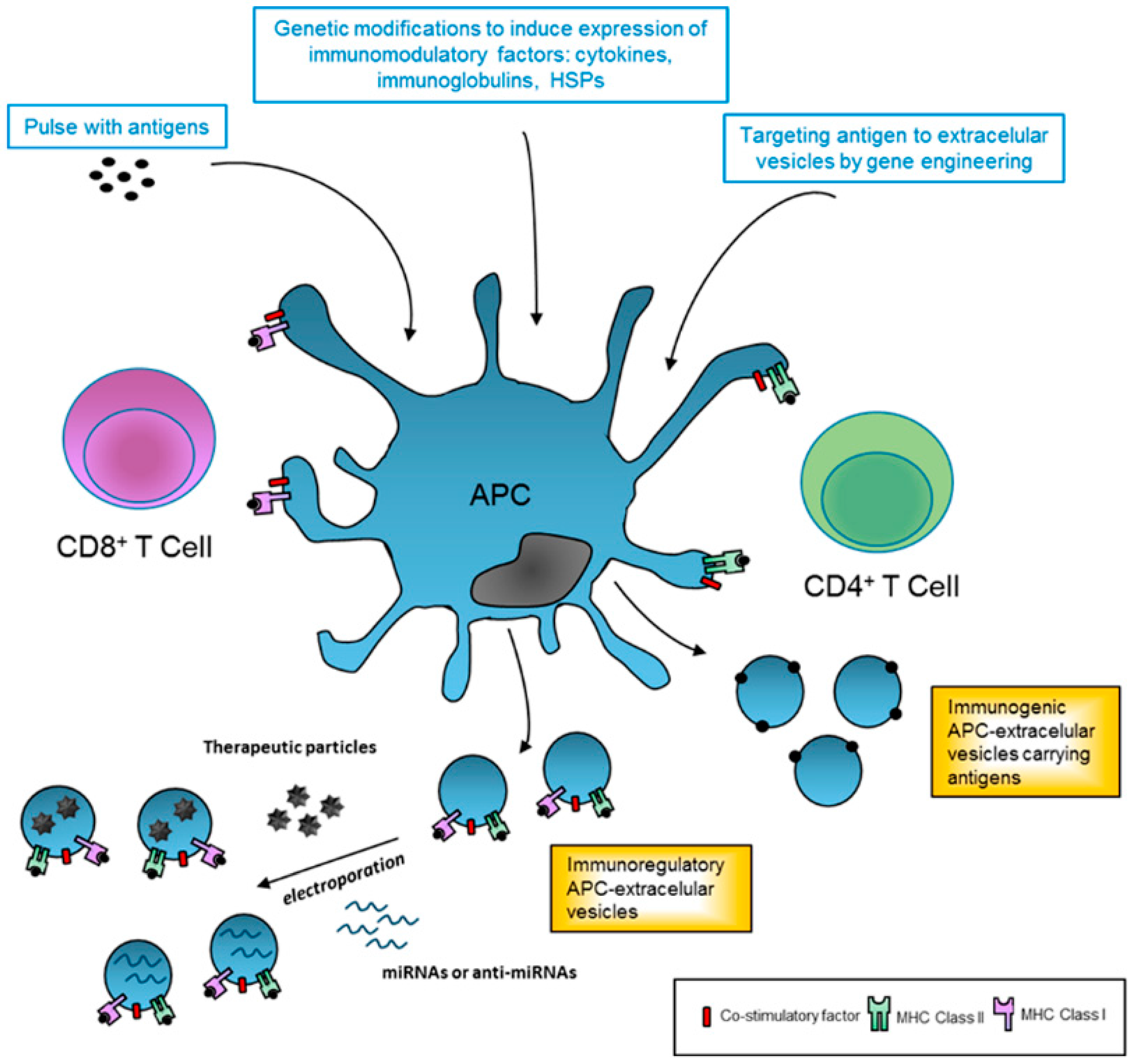 IJMS | Free Full-Text | Extracellular Vesicles as ... lupus diagram 