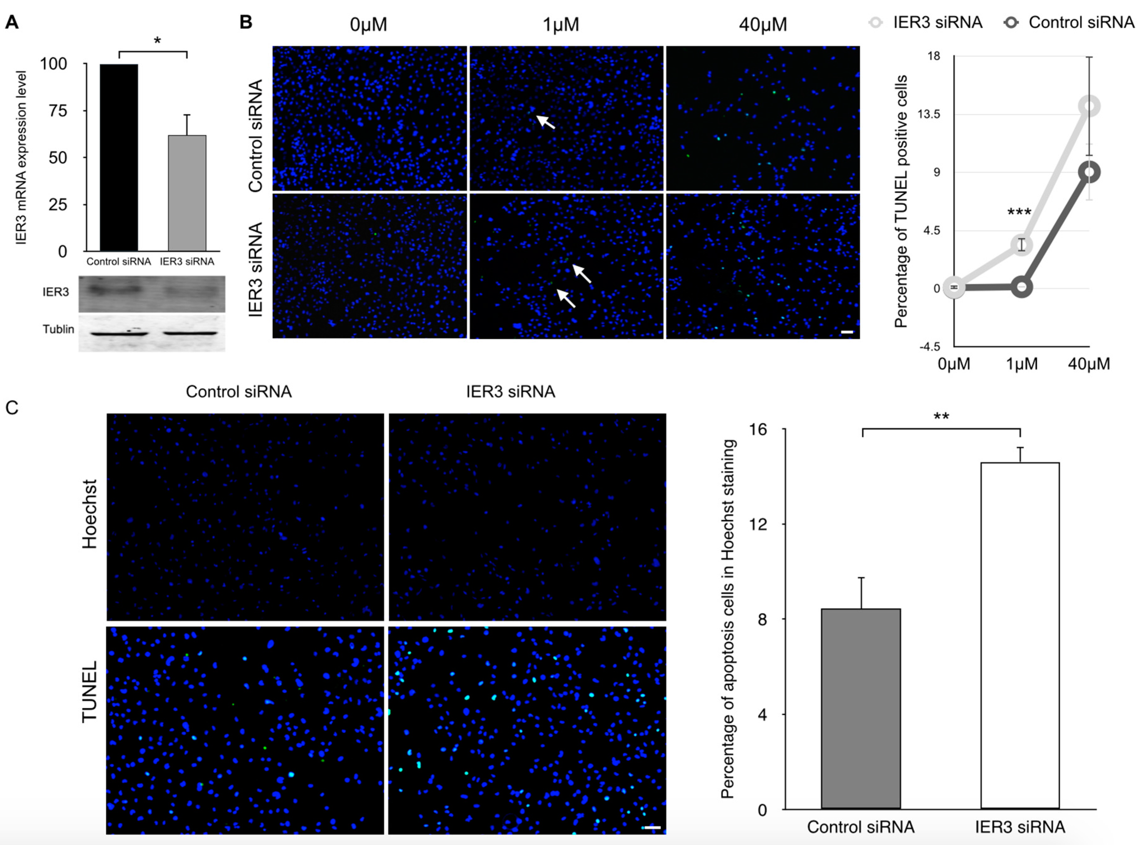 Ijms 18 00723 g004 550