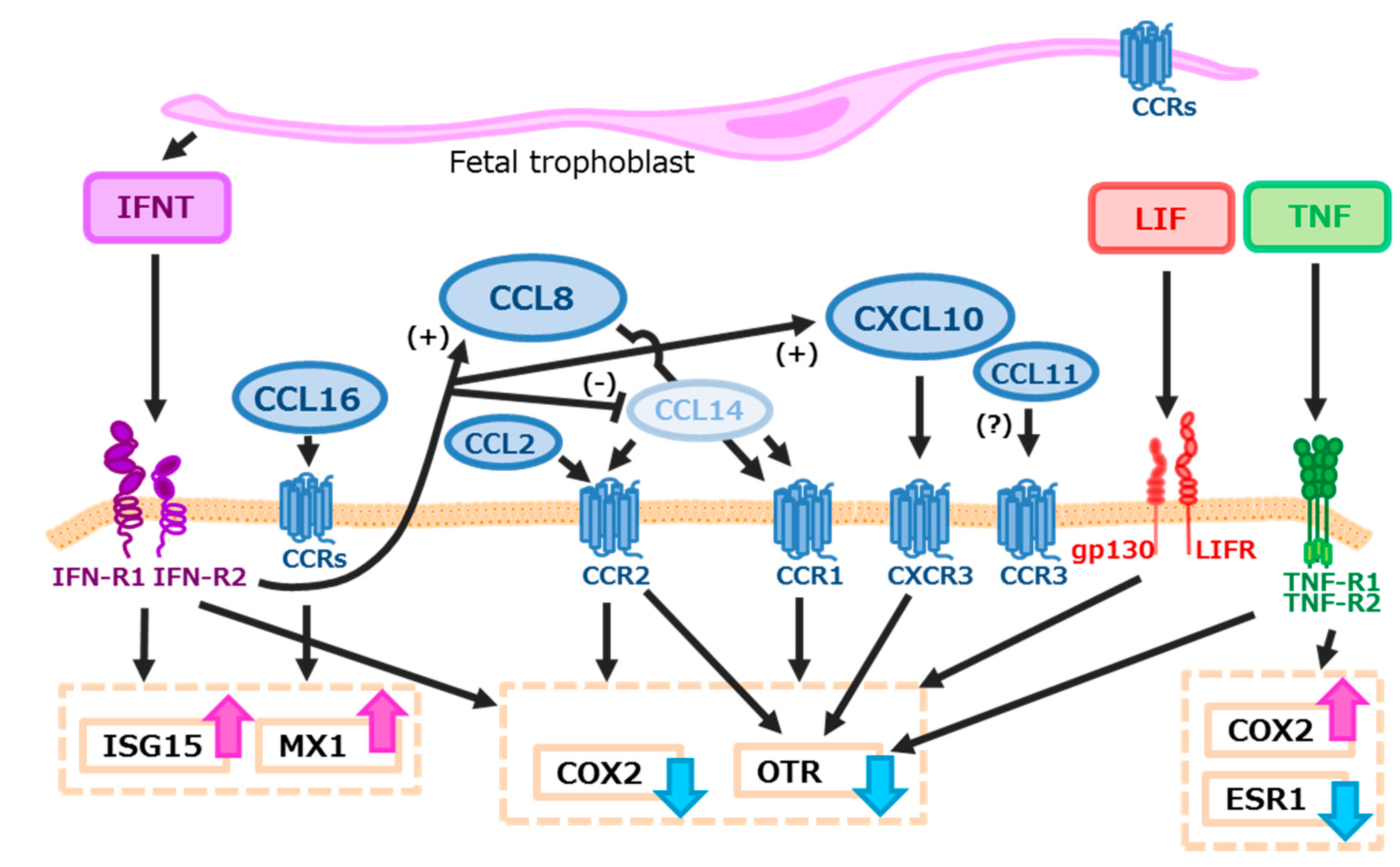 Ijms 18 00742 g006 550