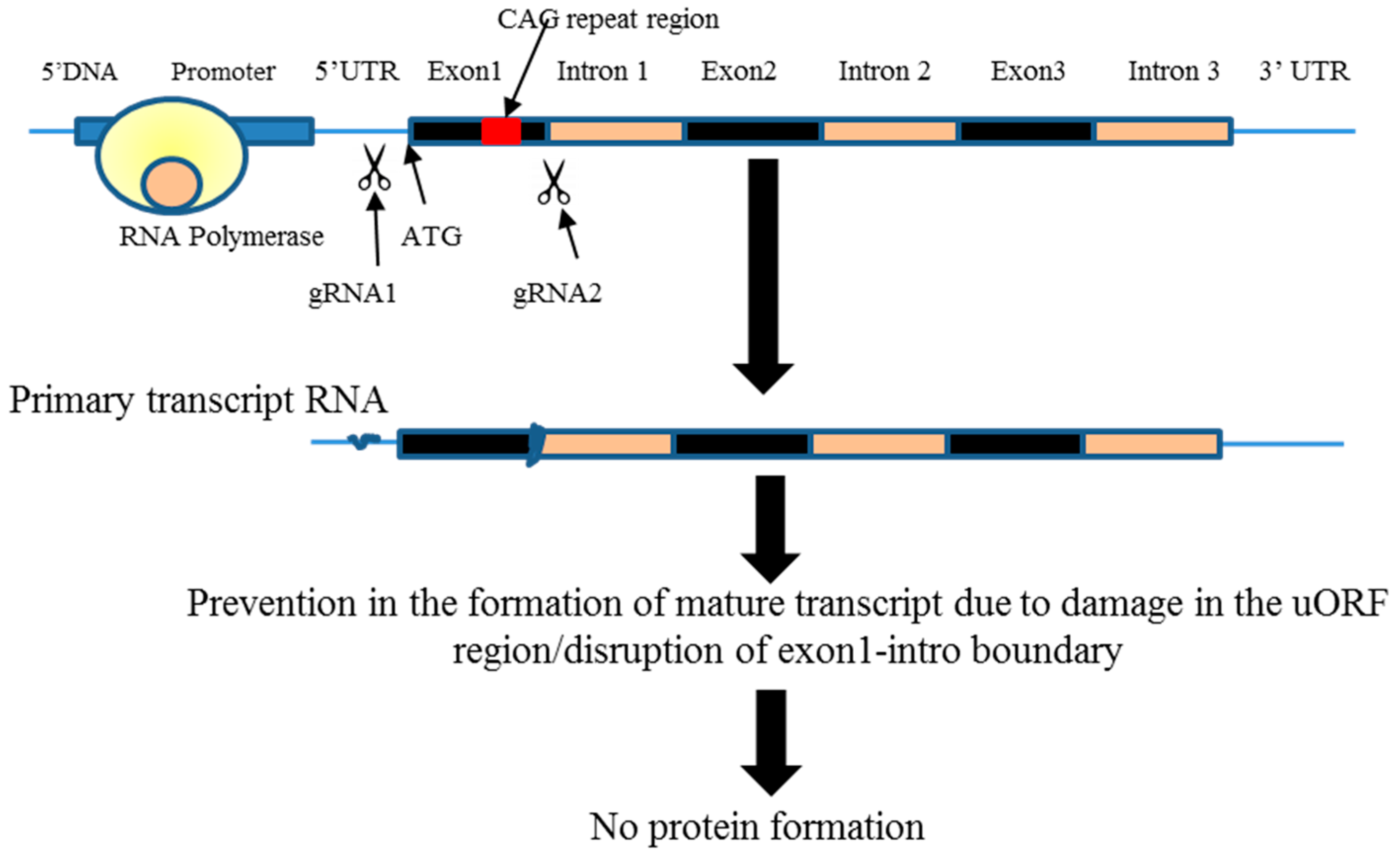 Ijms 18 00754 g001 550