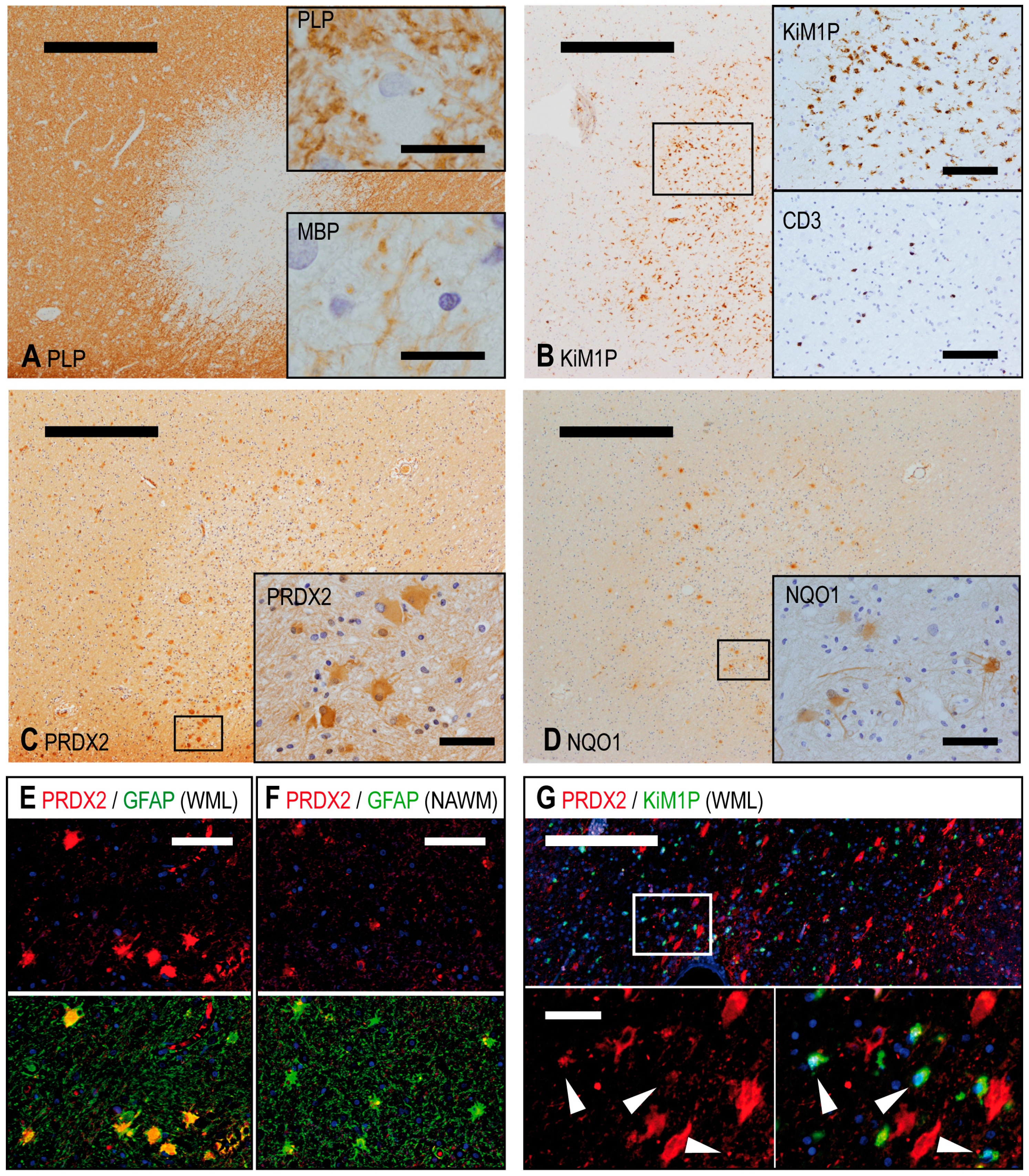 Ijms 18 00760 g001 550