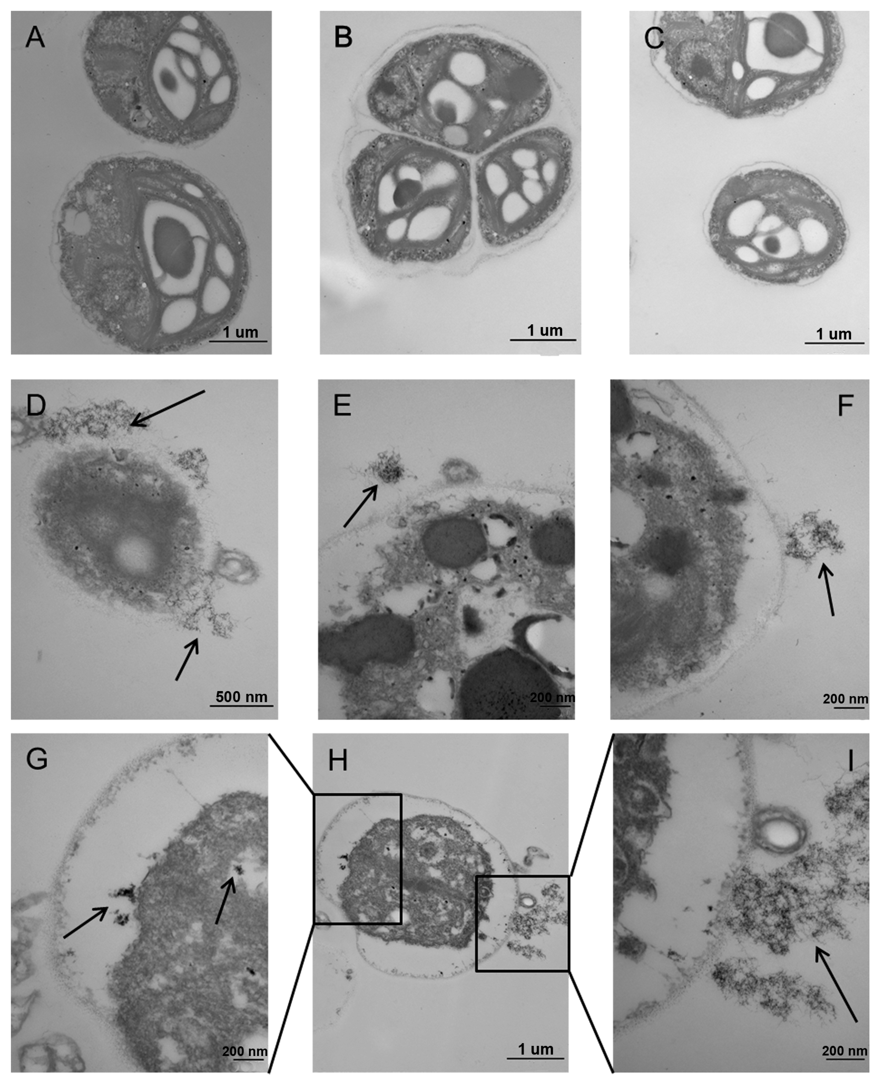 Ijms 18 00795 g005 550