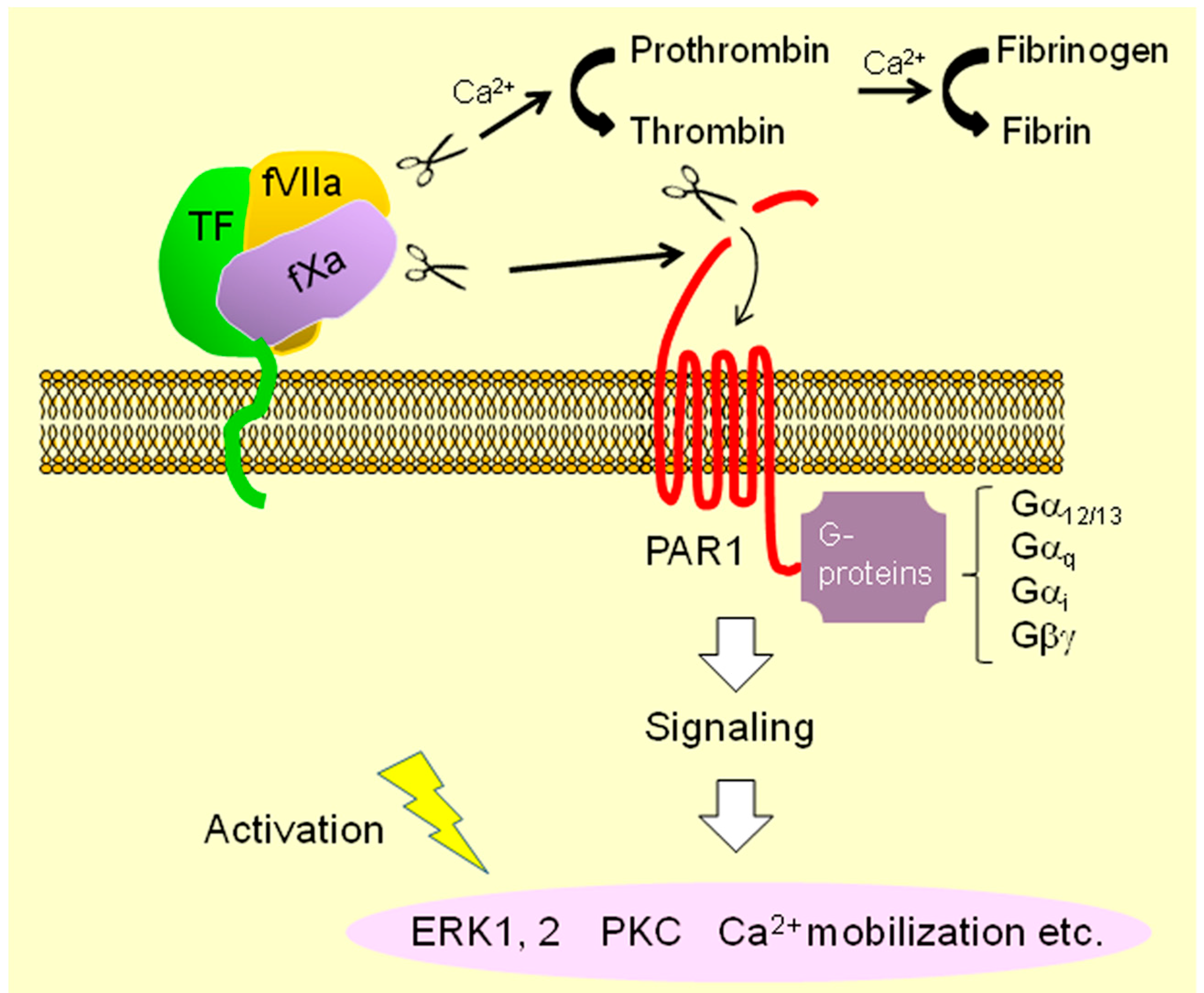 Ijms 18 00809 g002 Ijms 18 00809 g002