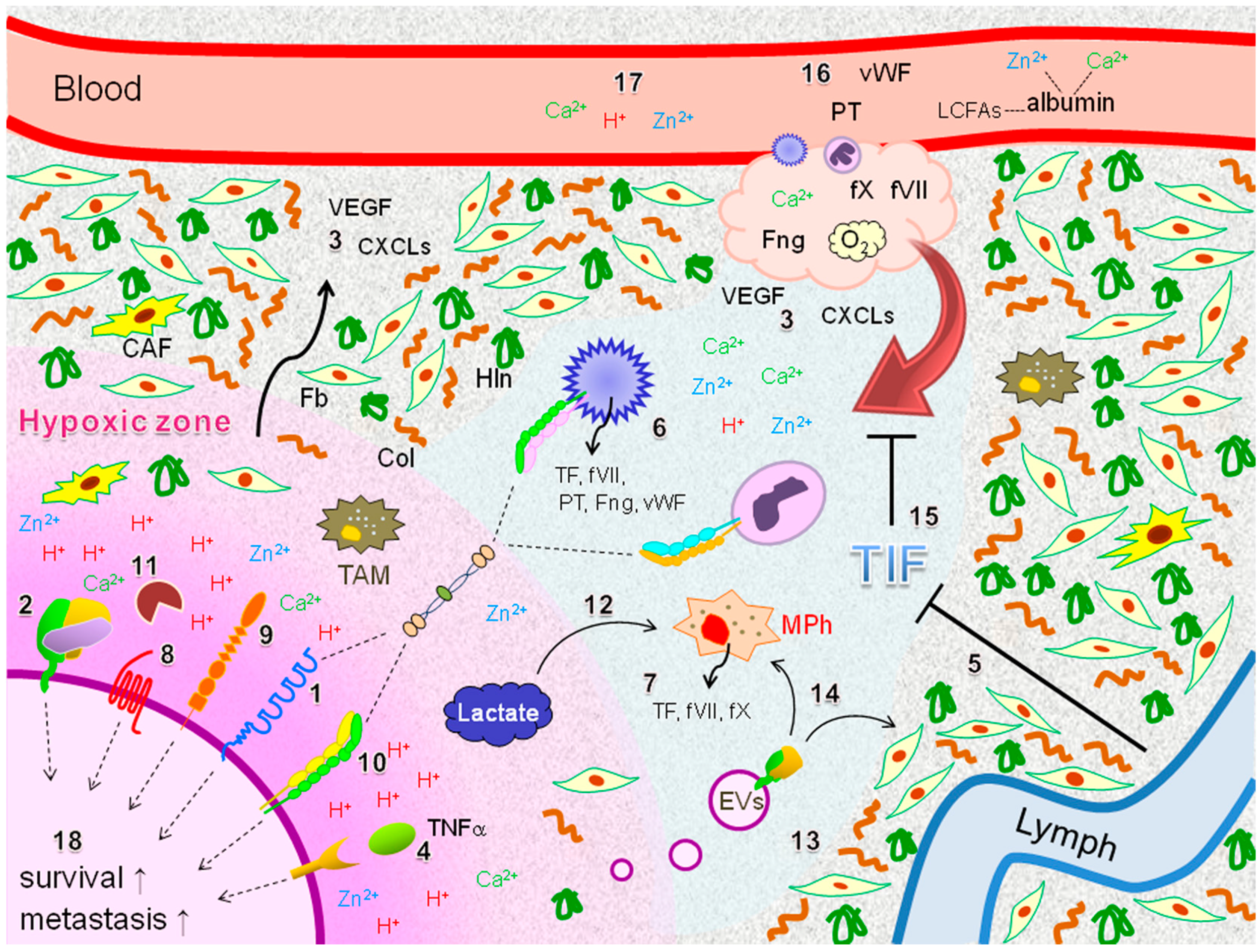 Ijms | Free Full-Text | Potential Coagulation Factor-Driven  Pro-Inflammatory Responses In Ovarian Cancer Tissues Associated With  Insufficient O2 And Plasma Supply | Html