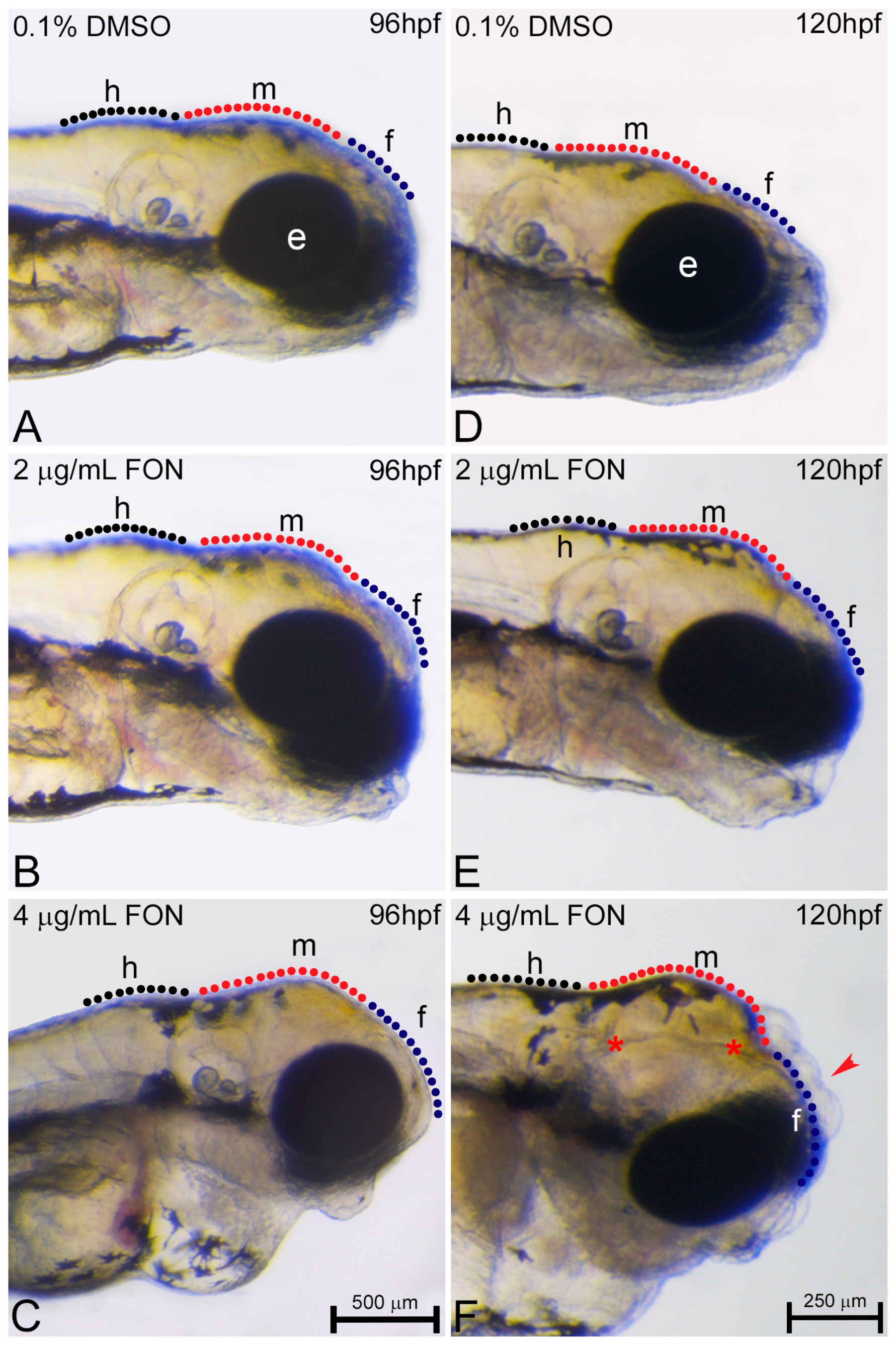 IJMS Free FullText Zebrafish as an Alternative Vertebrate Model