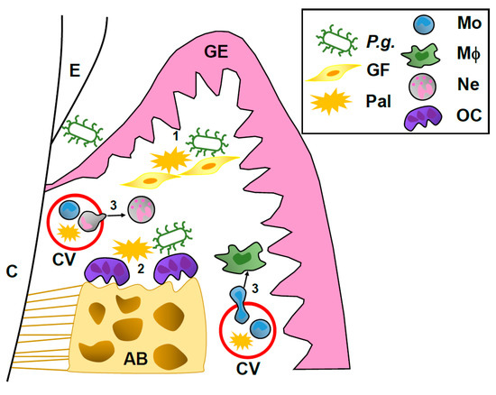 Potential Role of Free Fatty Acids in the Pathogenesis of