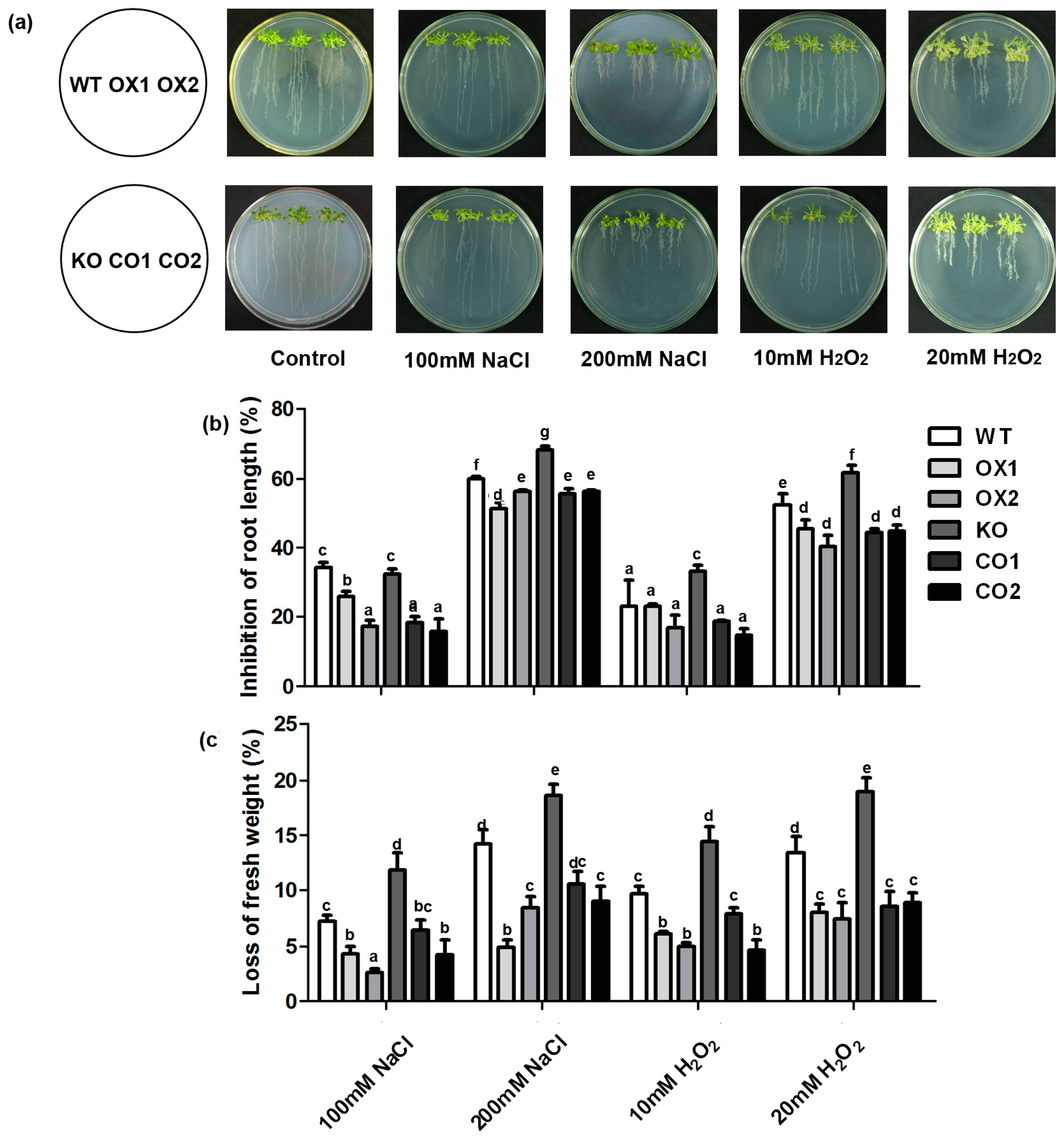Ijms 18 00847 g004 550