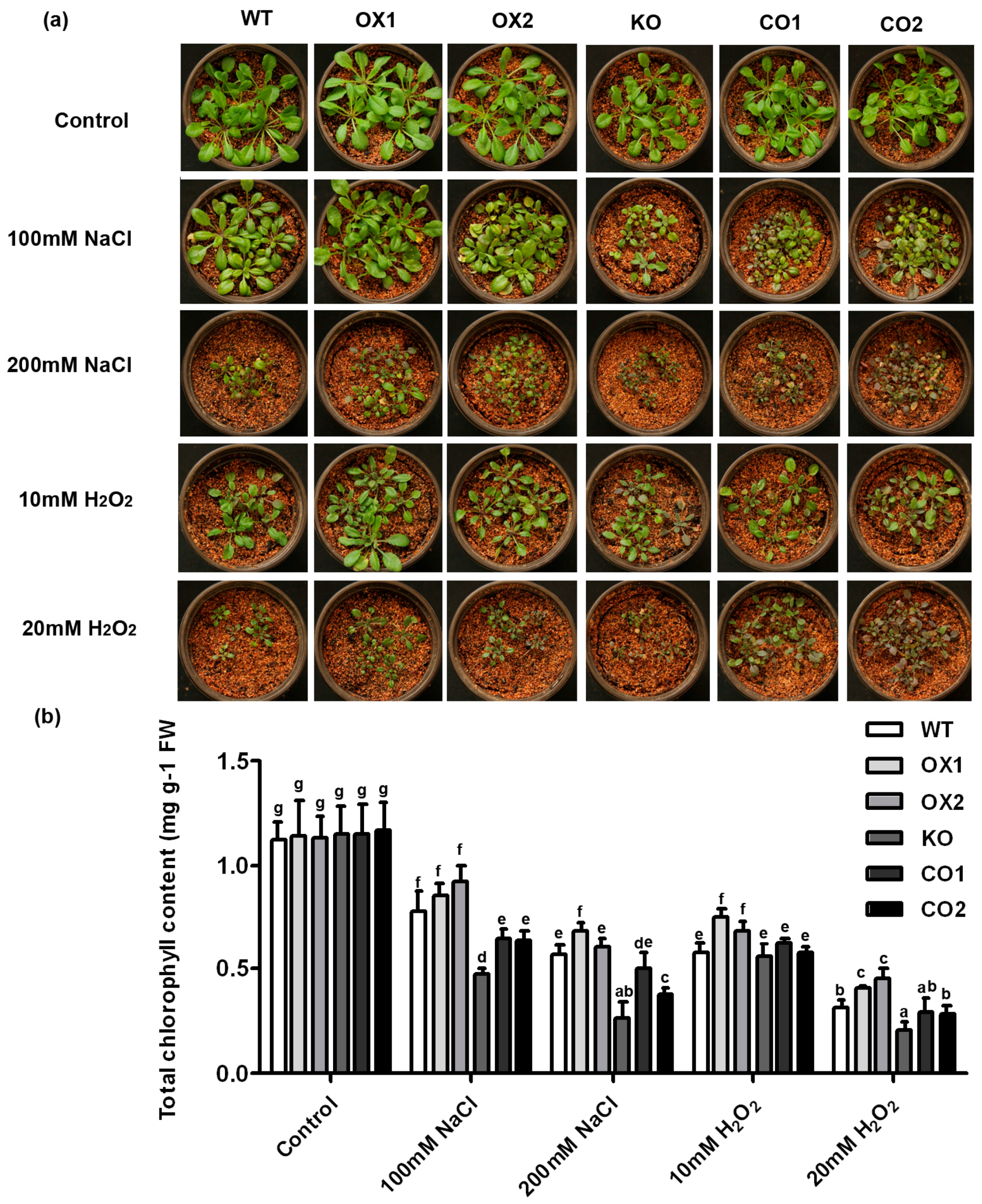 Ijms 18 00847 g005 550