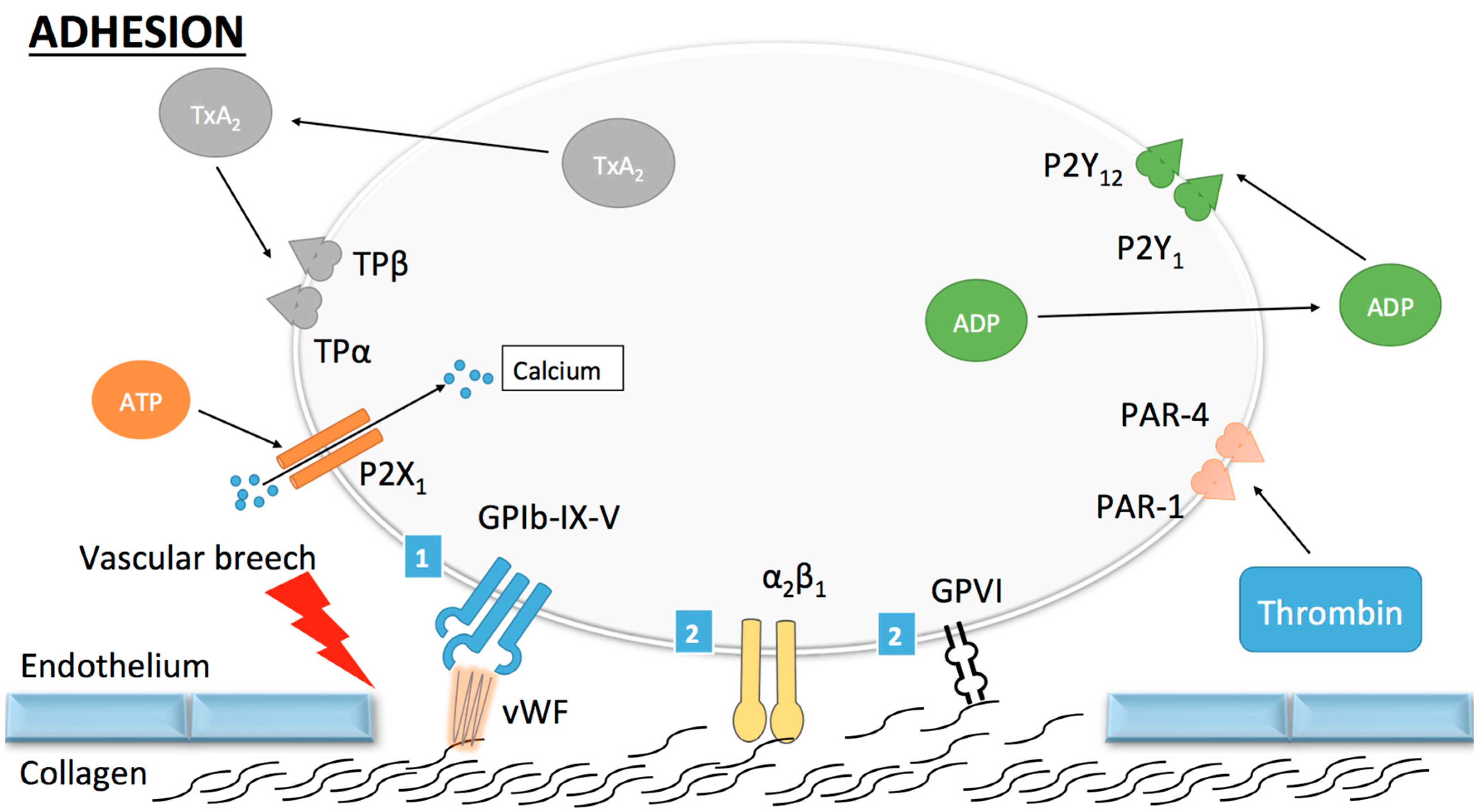 Ijms 18 00850 g001 550