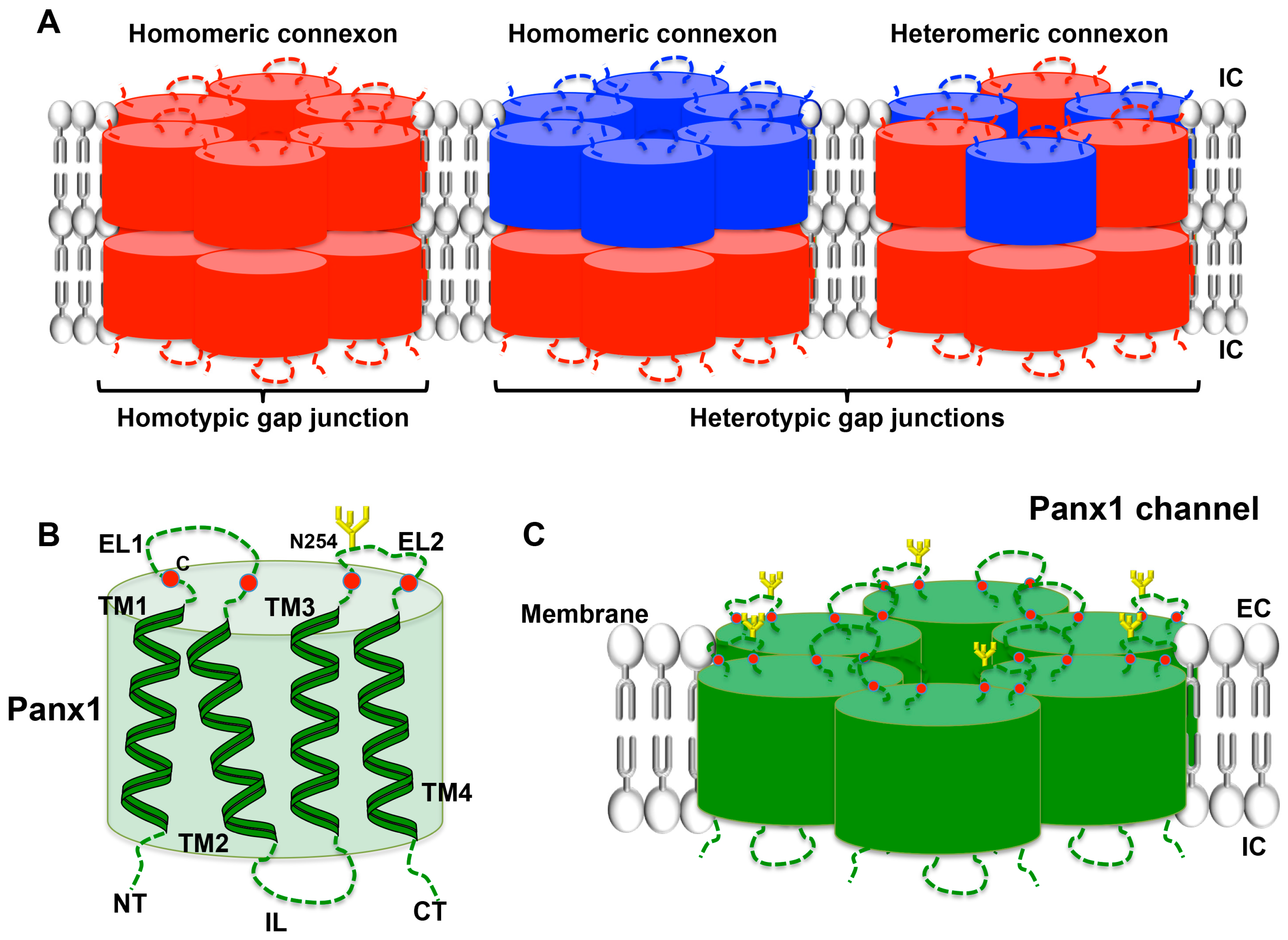 Ijms 18 00850 g004 550