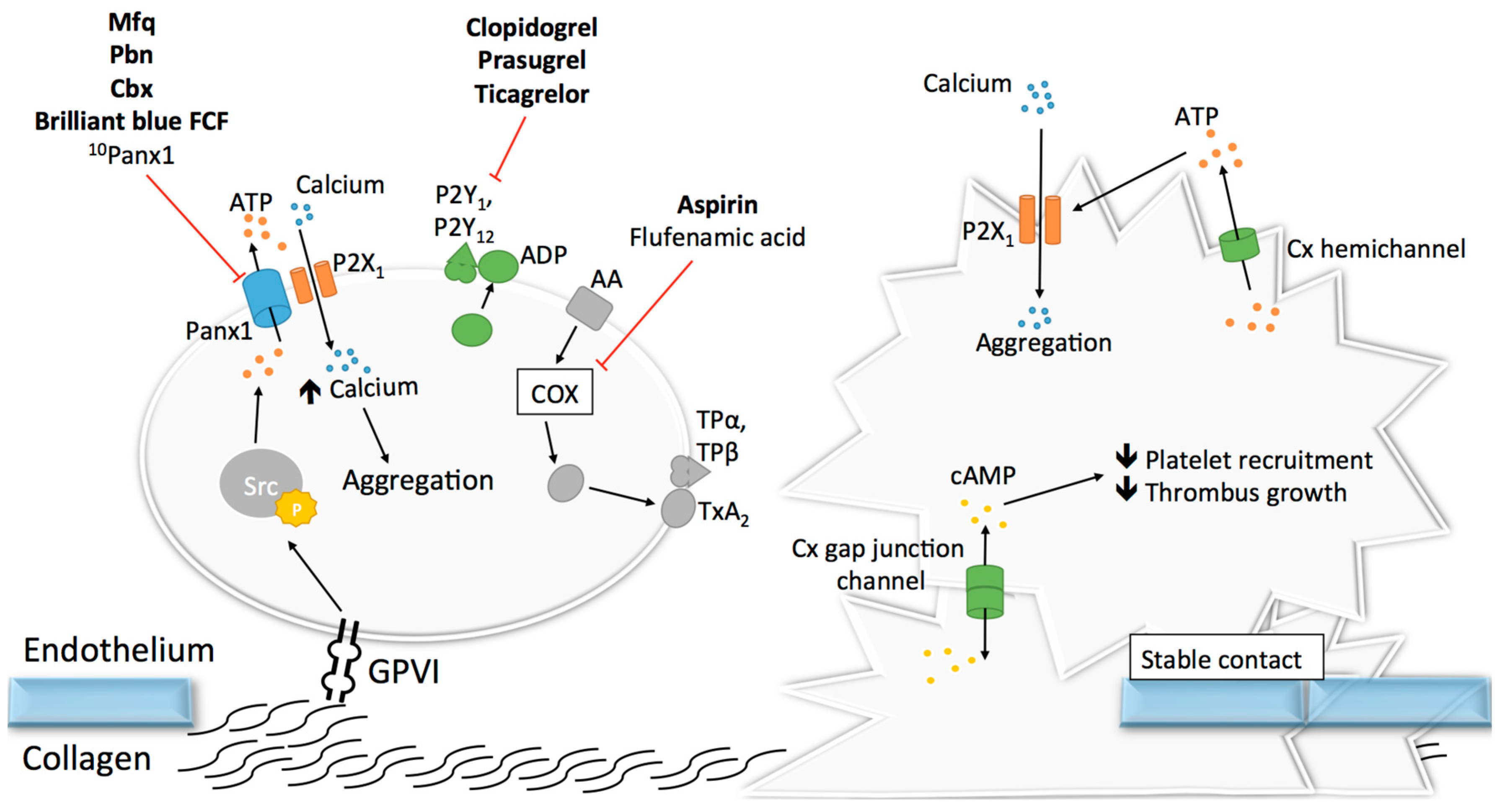 Ijms 18 00850 g005 550
