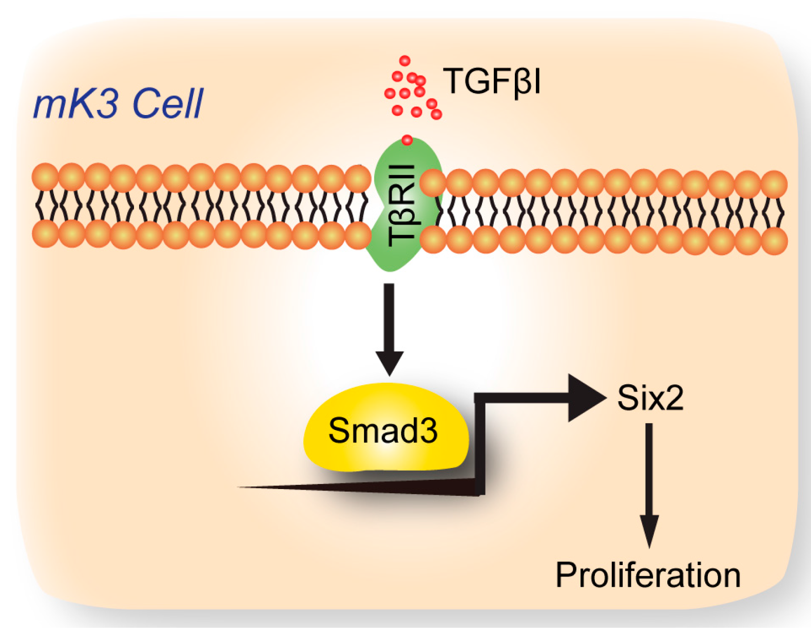 Ijms 18 00853 g005 550