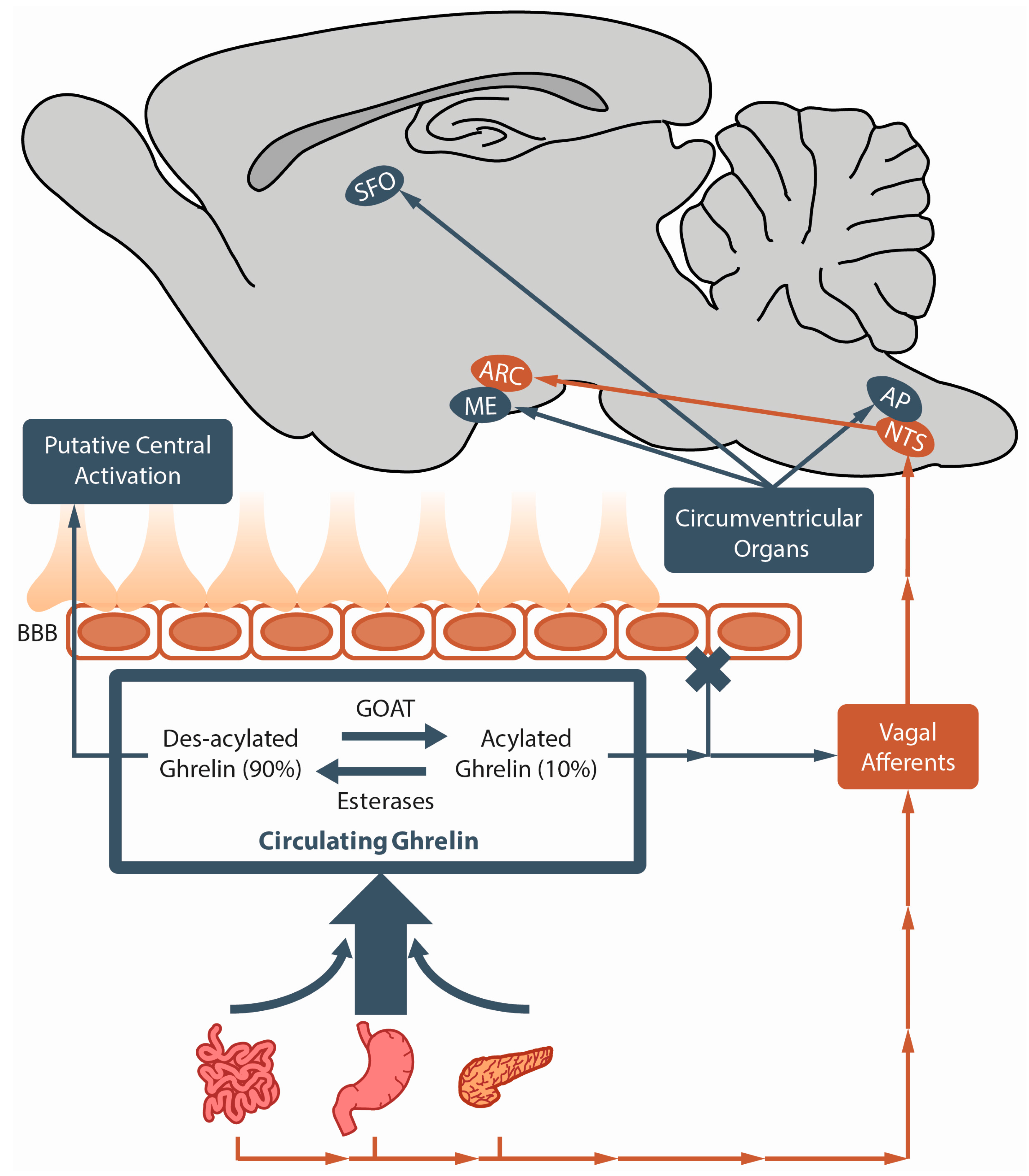 IJMS Free FullText Clarifying the Ghrelin System’s Ability to
