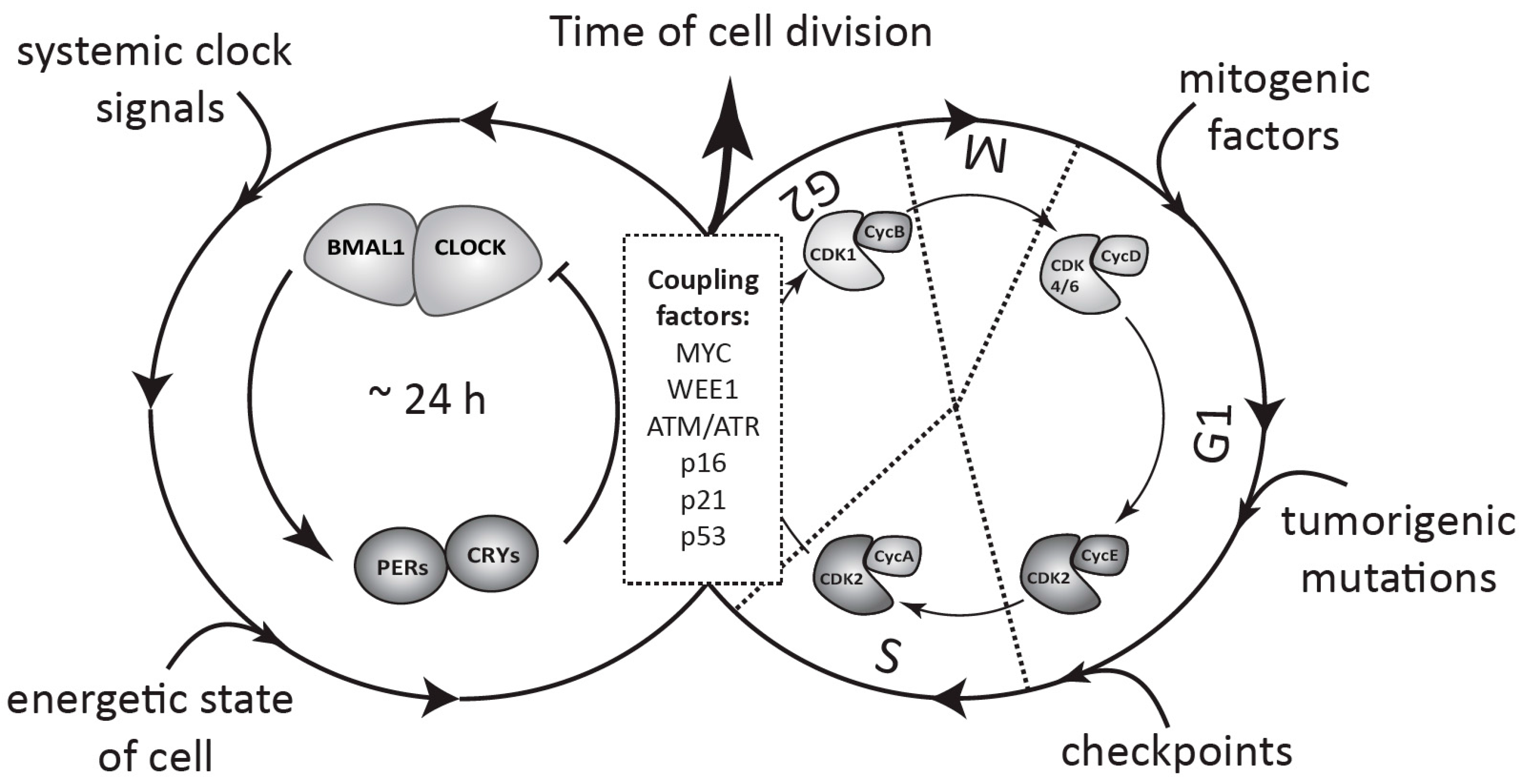 Circadian Clock, Cell Division, and Cancer ... Biology Diagrams