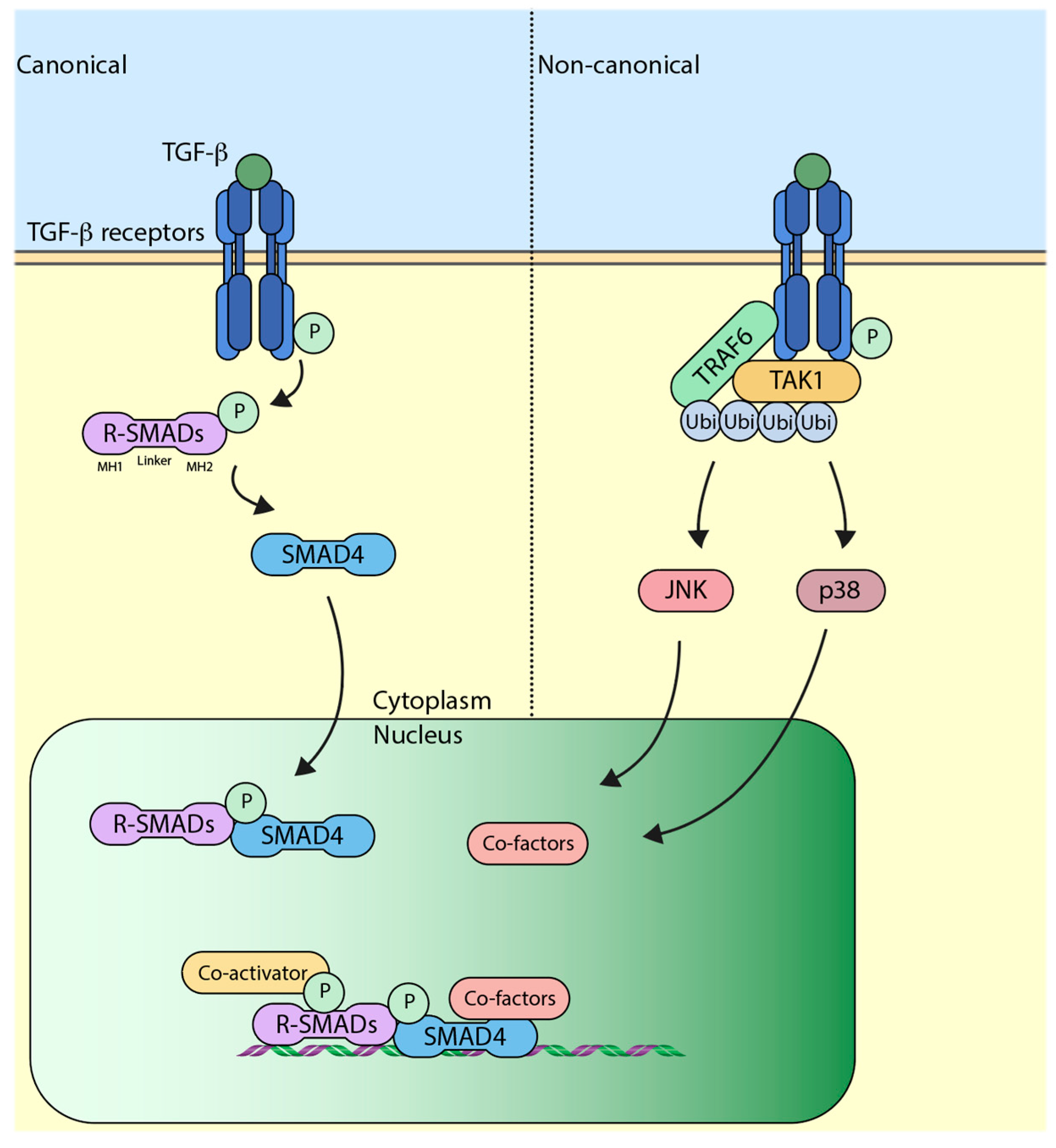 Regulation of Ubiquitin Enzymes in the TGF-β Pathway
