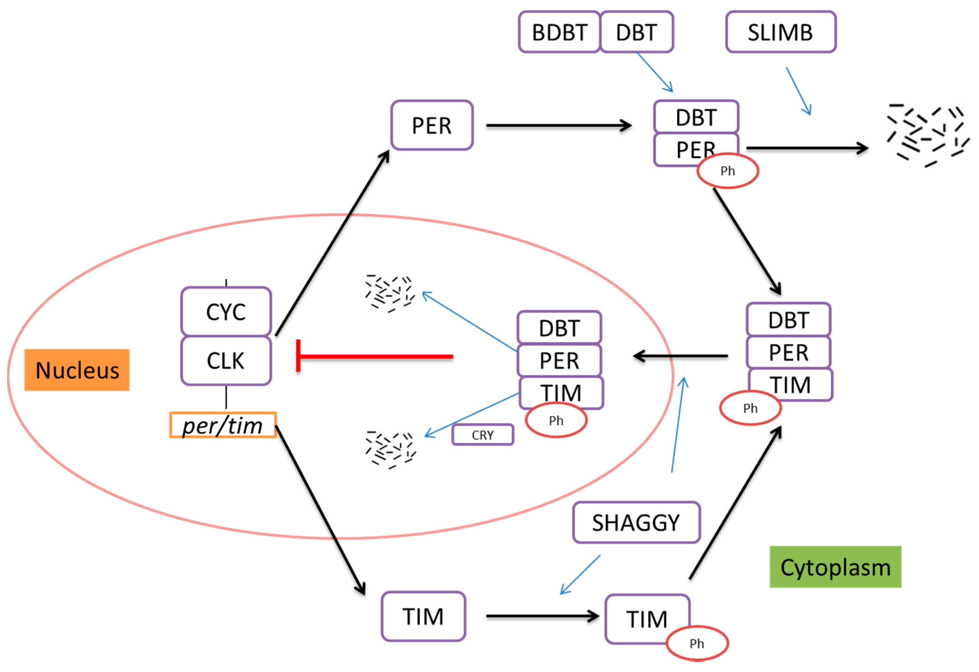 Ijms 18 00886 g001 550