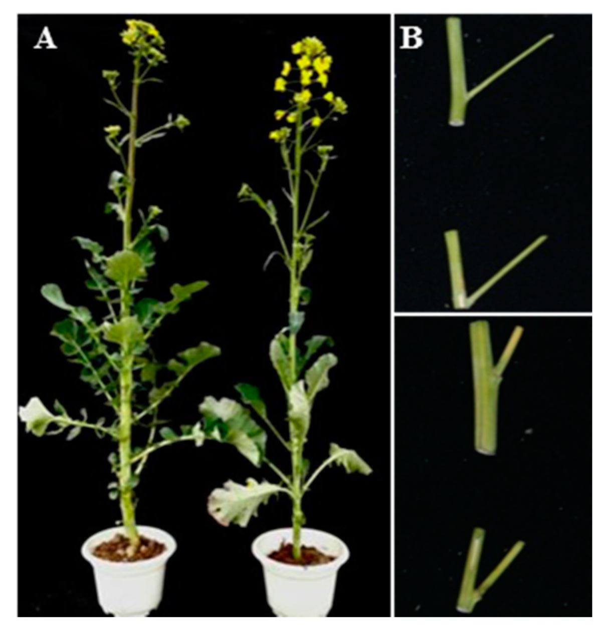 Ijms 18 00887 g001 550