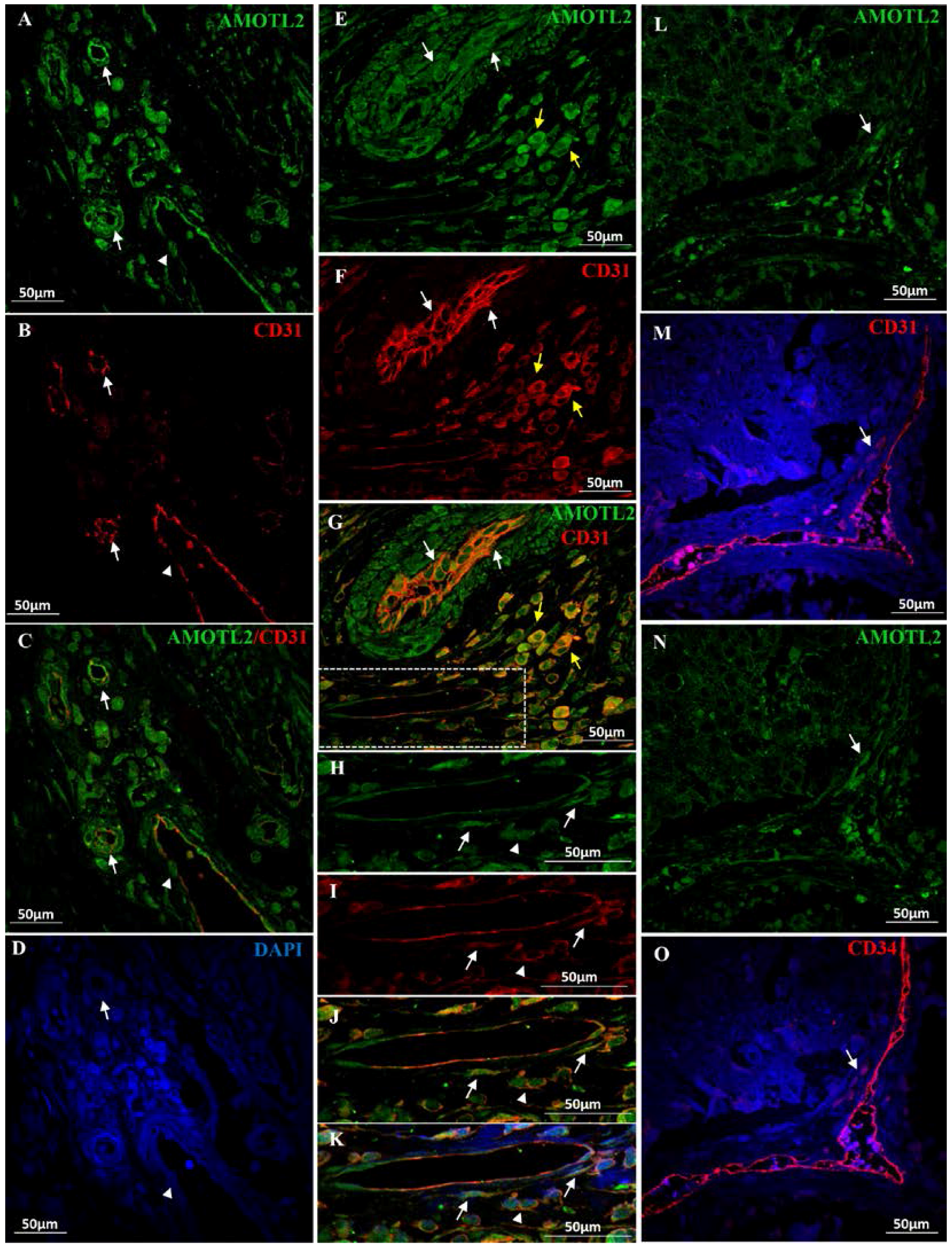 Ijms 18 00891 g004 550