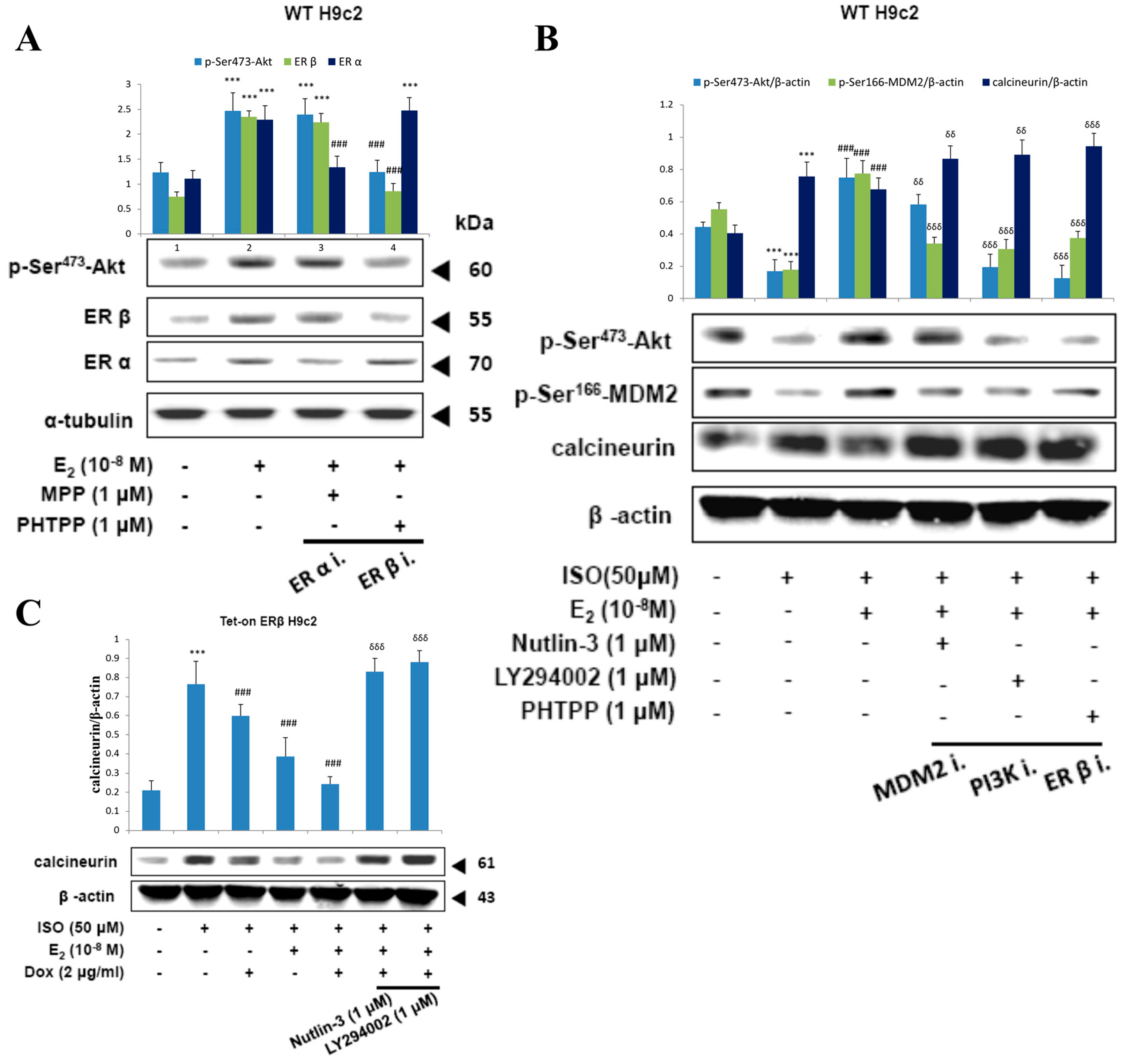 Ijms 18 00892 g006 550