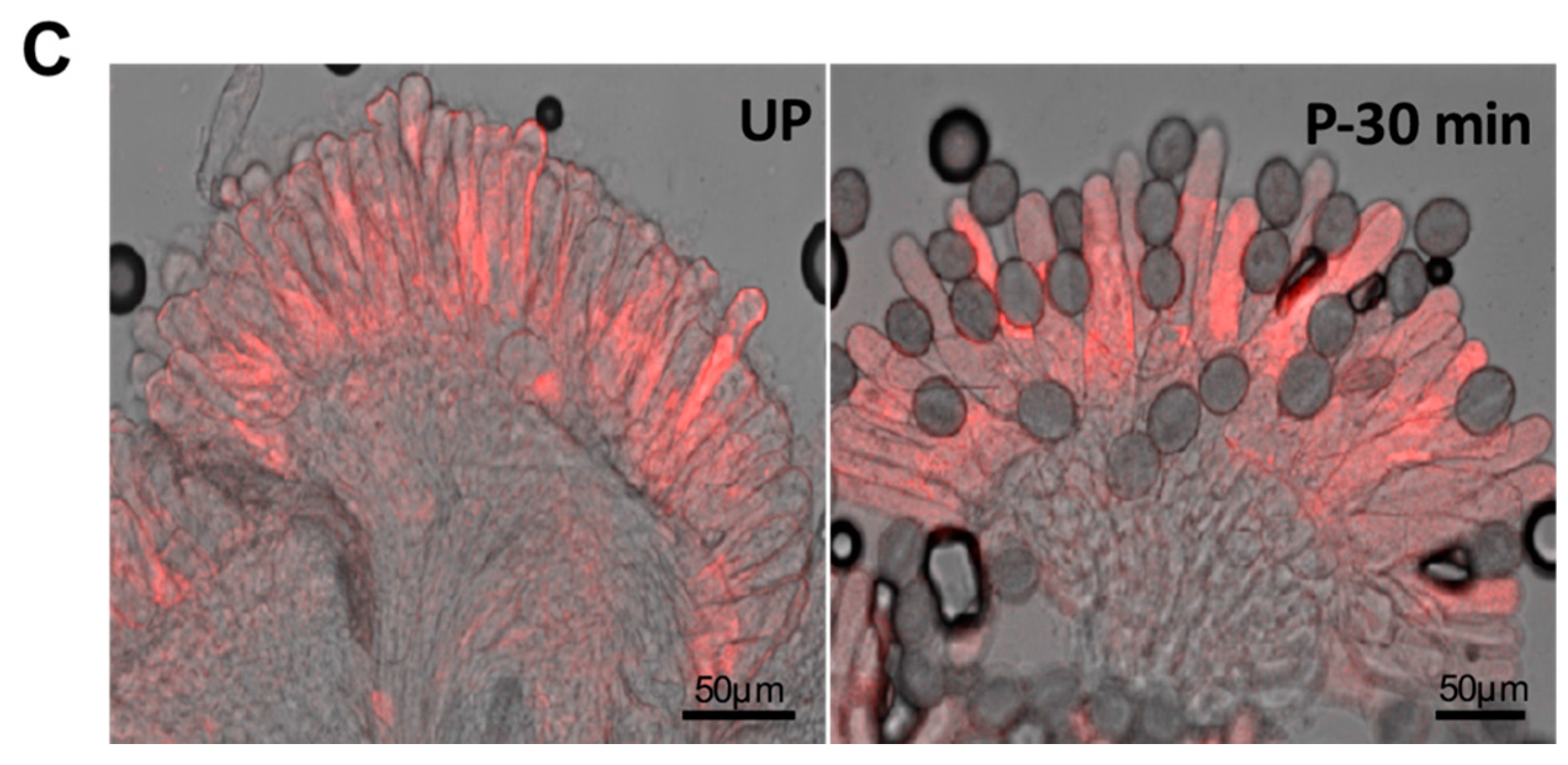 Ijms 18 00898 g005b 550