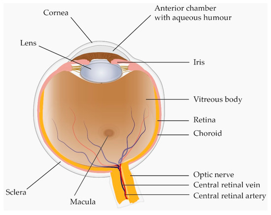 Ijms Free Full Text A Review Proteomics In Retinal Artery Occlusion Retinal Vein Occlusion Diabetic Retinopathy And Acquired Macular Disorders Html Ijms Free Full Text A Review Proteomics In Retinal Artery Occlusion Retinal Vein Occlusion Diabetic Retinopathy And Acquired Macular Disorders Html