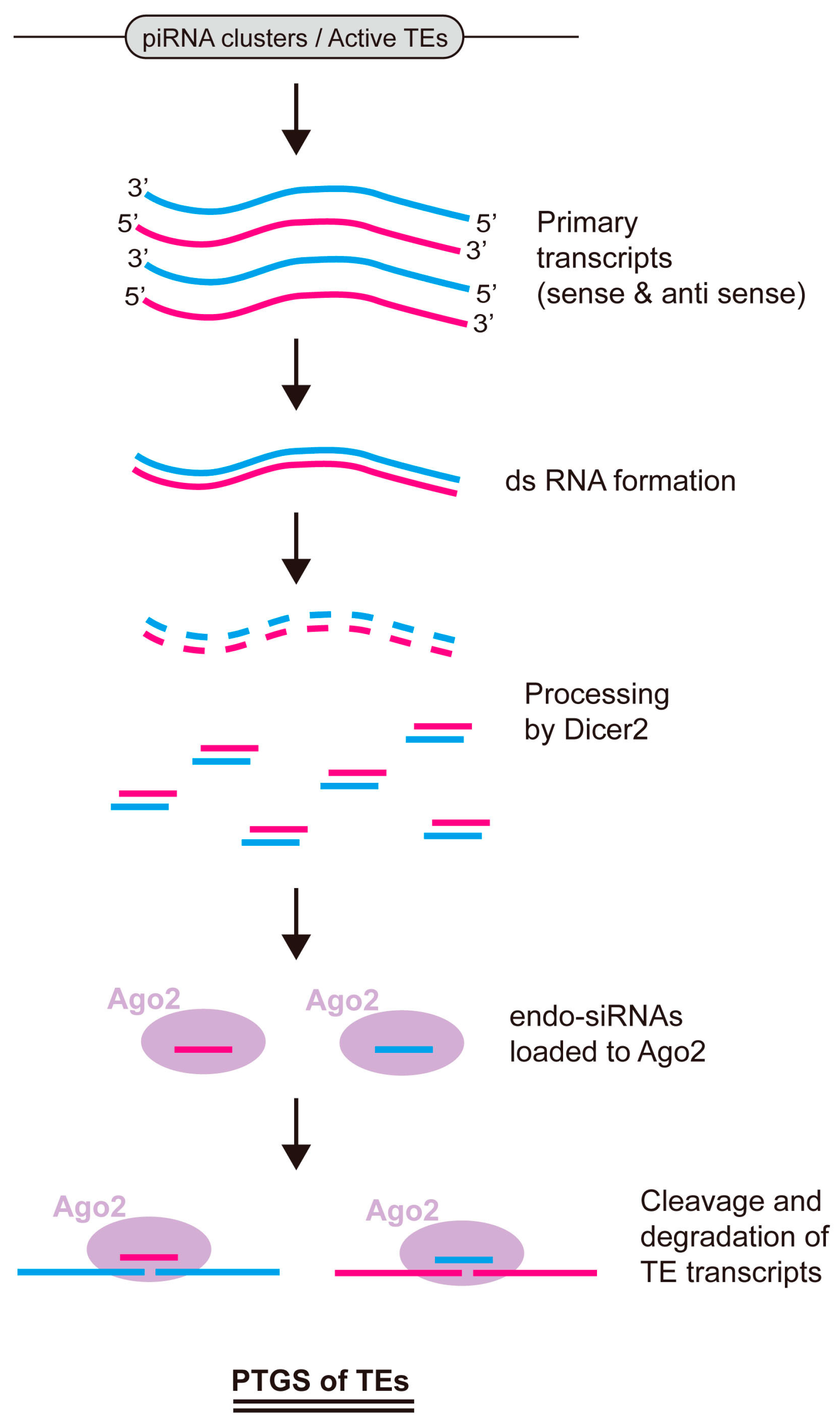 Ijms 18 00912 g003 550
