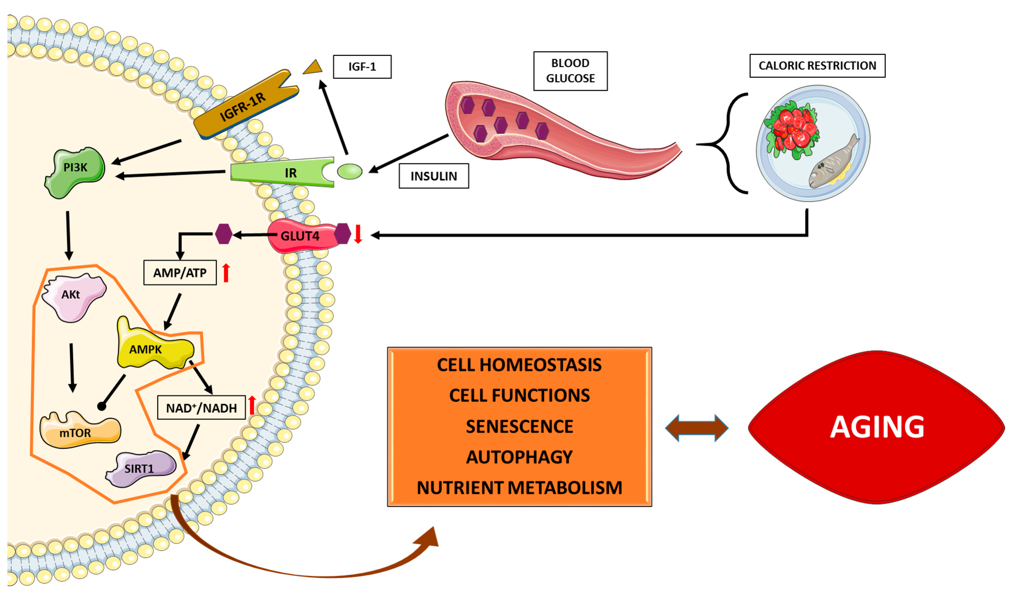 Ijms 18 00915 g001 550