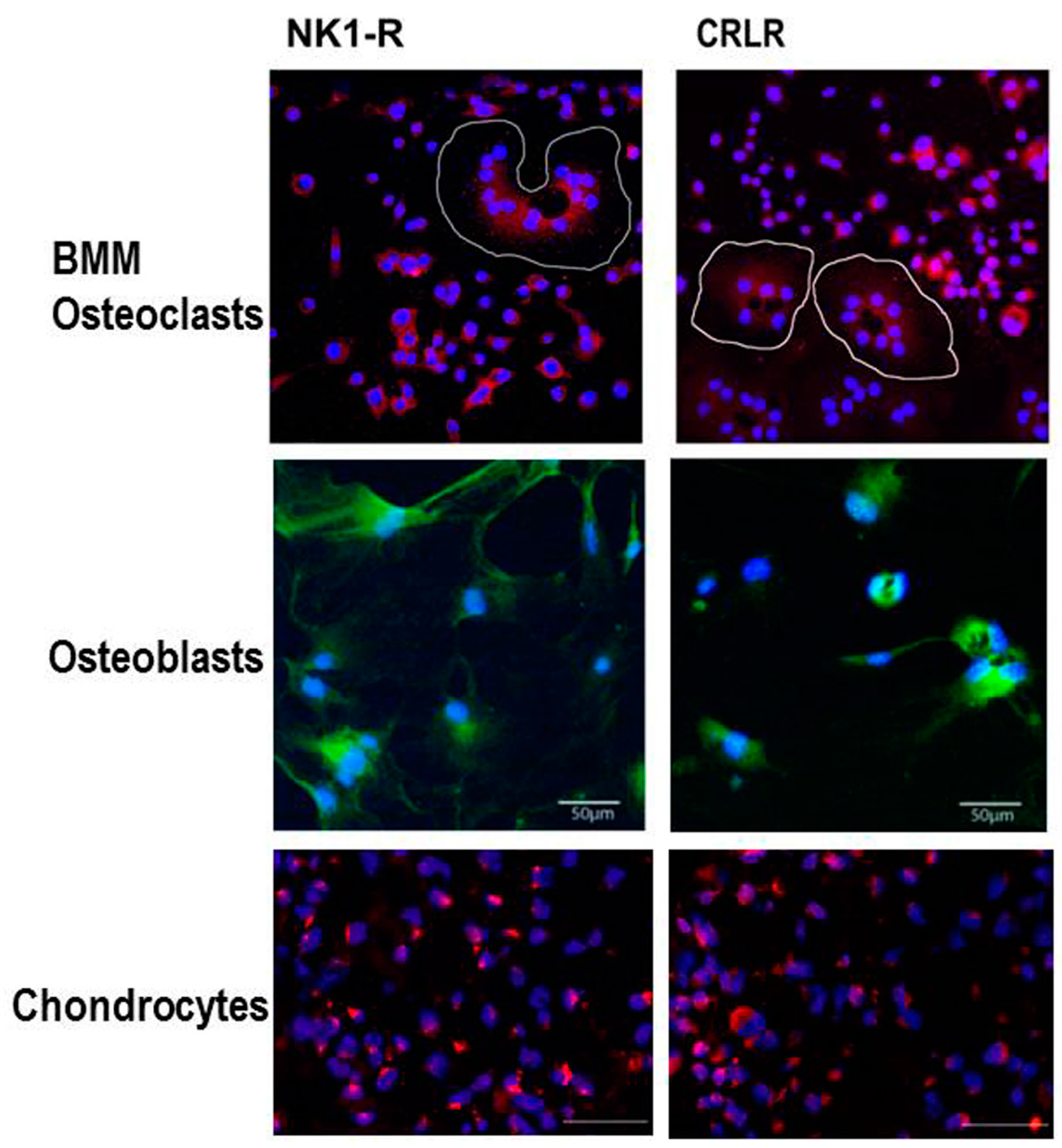 Ijms 18 00931 g002 550