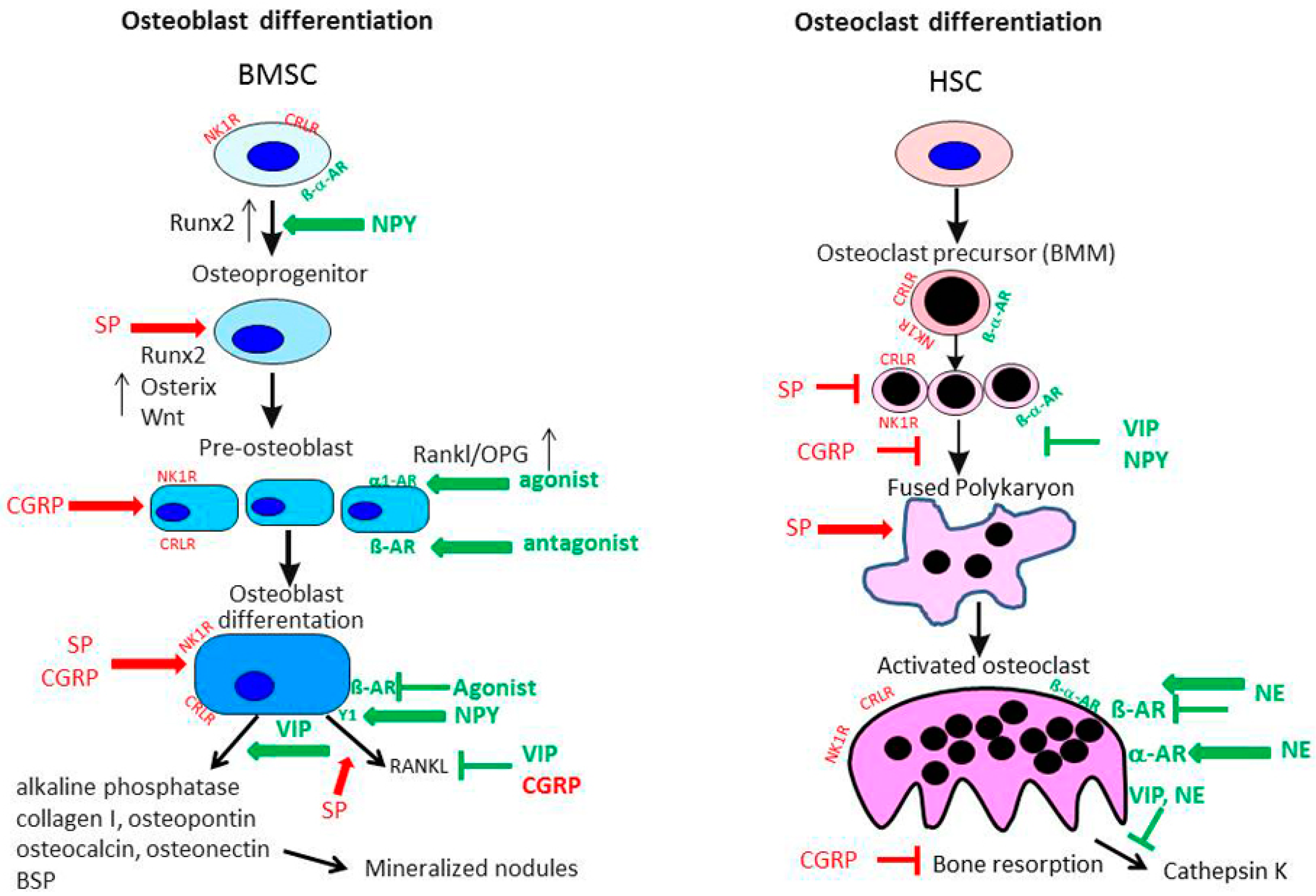 Ijms 18 00931 g004 550
