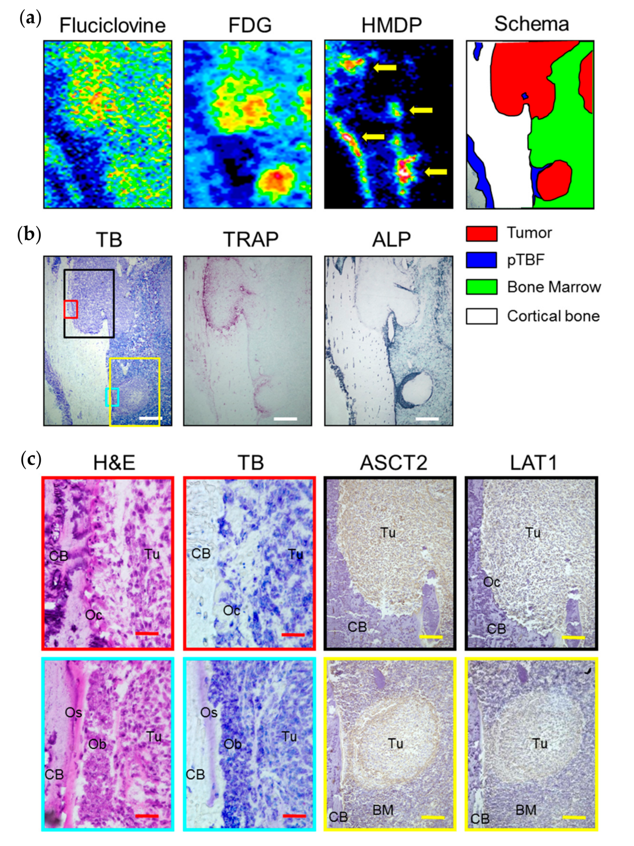 Ijms 18 00934 g003 550