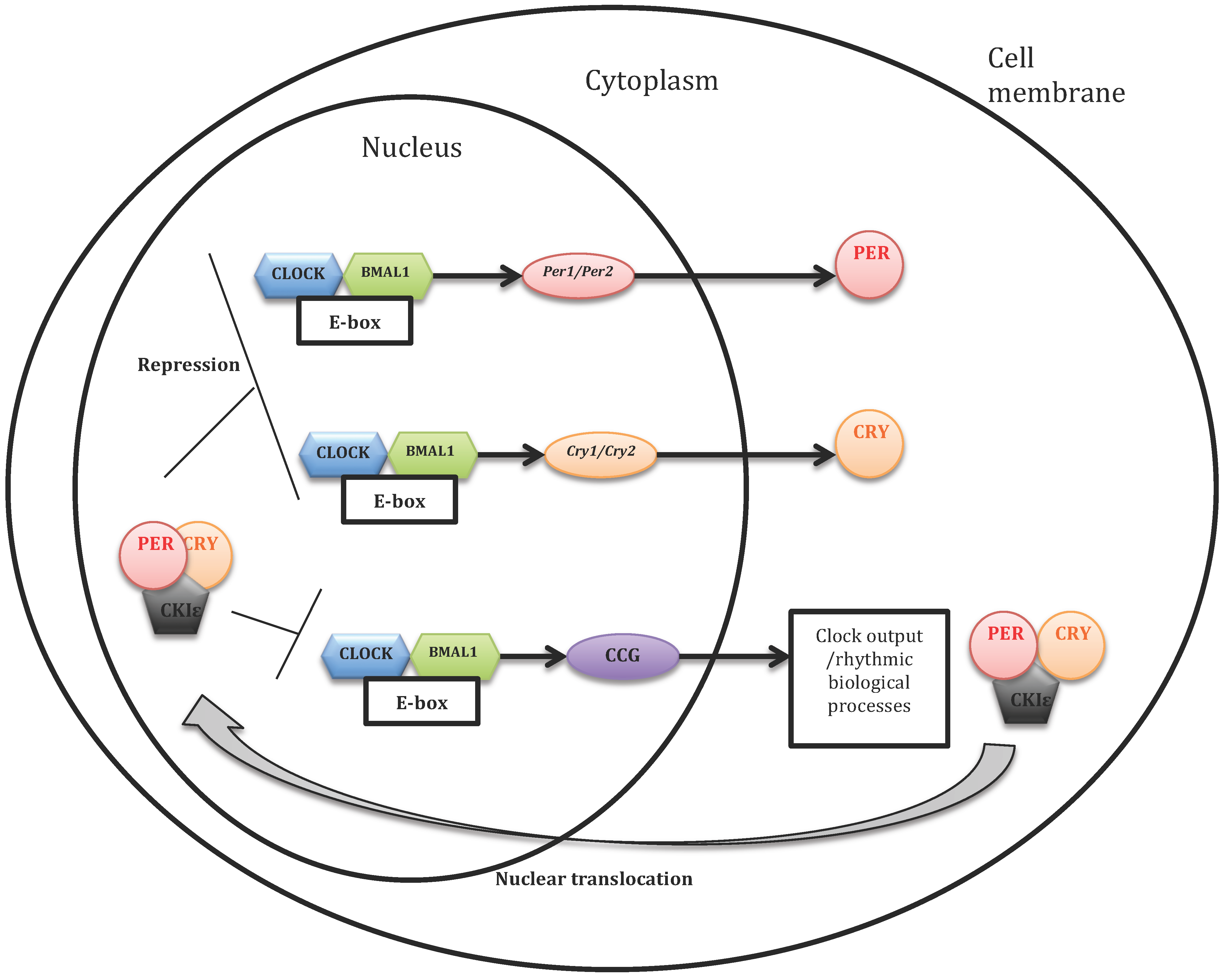 IJMS | Free Full-Text | Clock Genes and Altered Sleep–Wake Rhythms