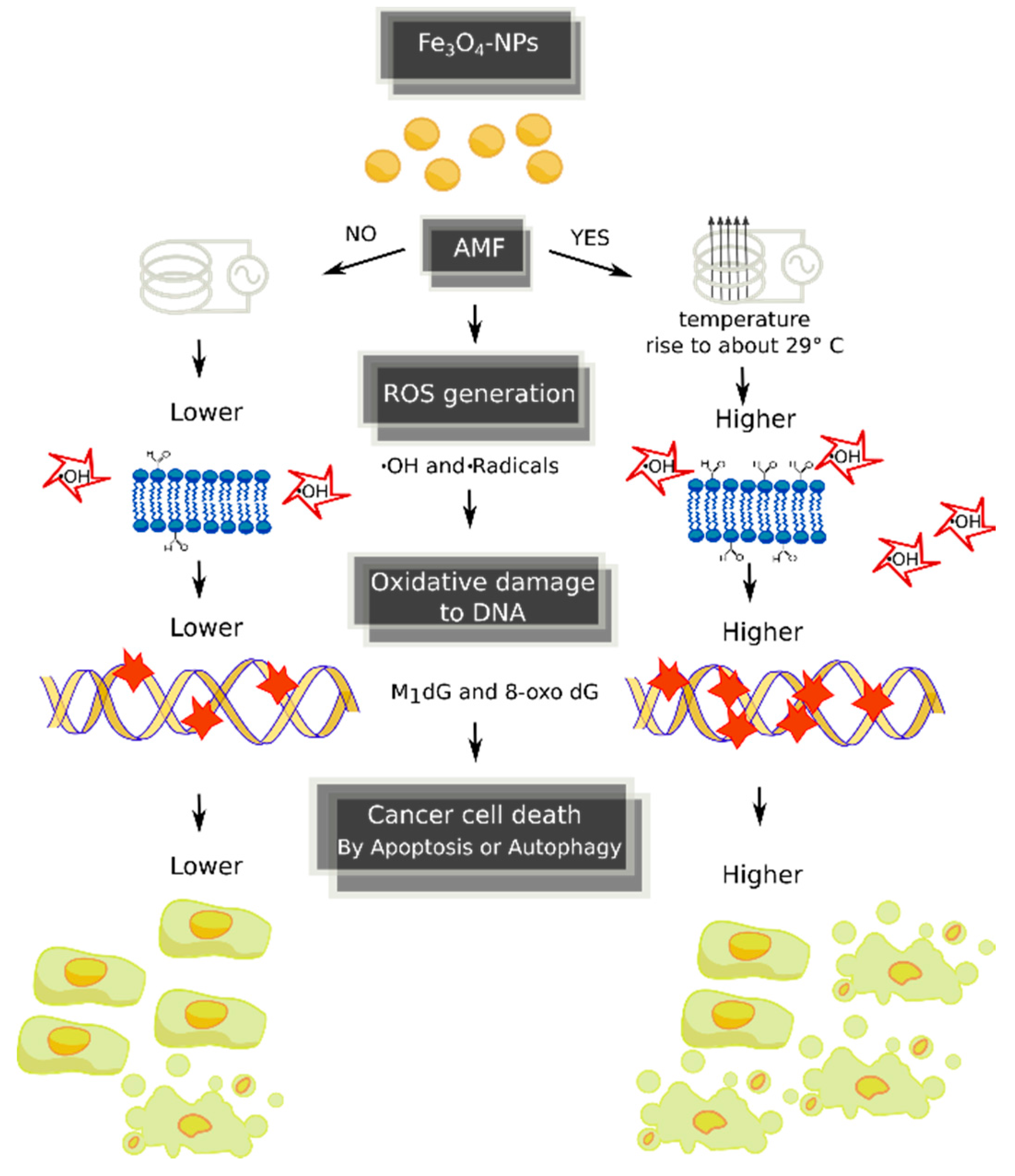 Ijms 18 00939 g003