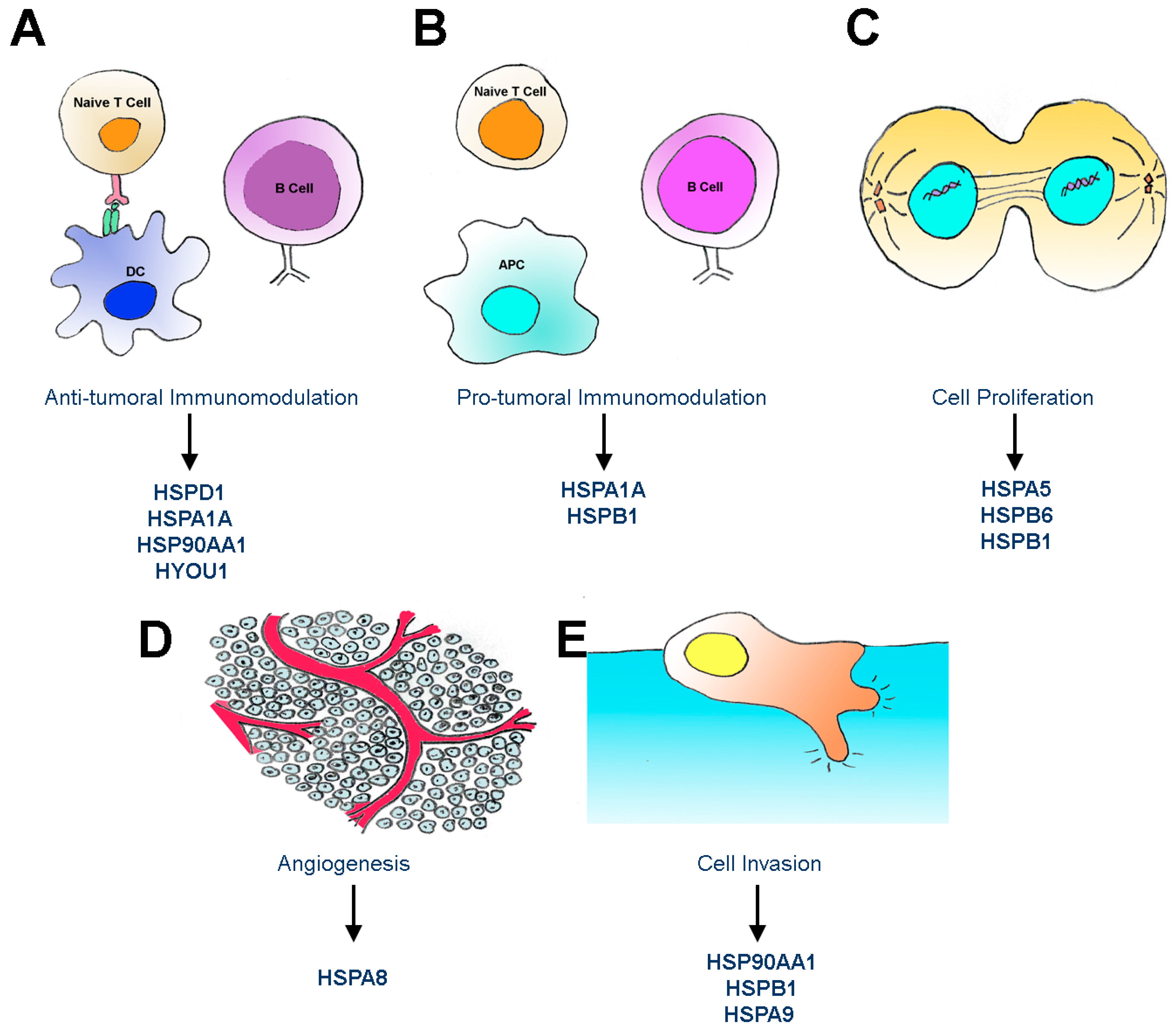 IJMS | Free Full-Text | Unconventional Secretion of Heat Shock Proteins ...