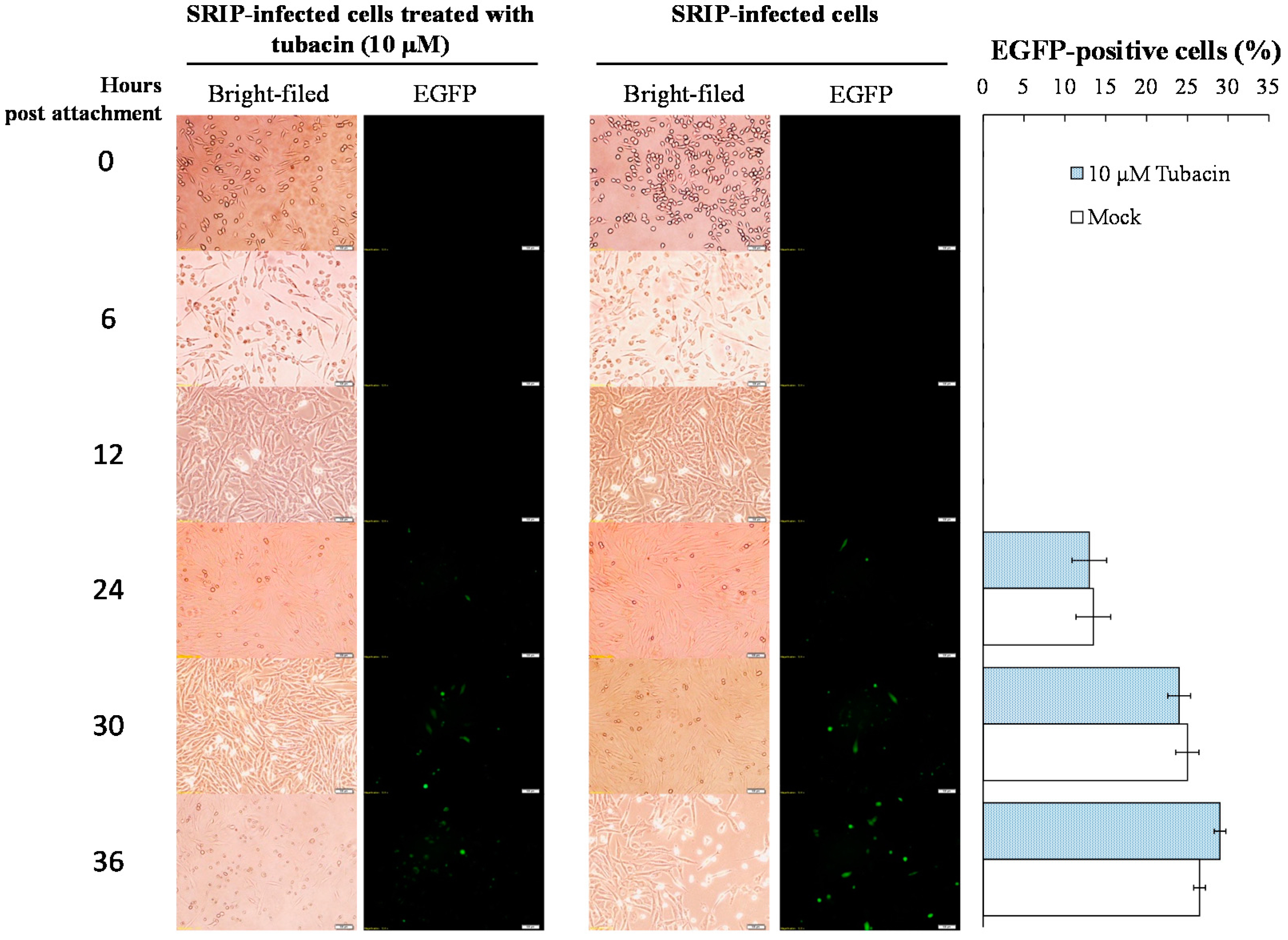 Ijms 18 00954 g004 550