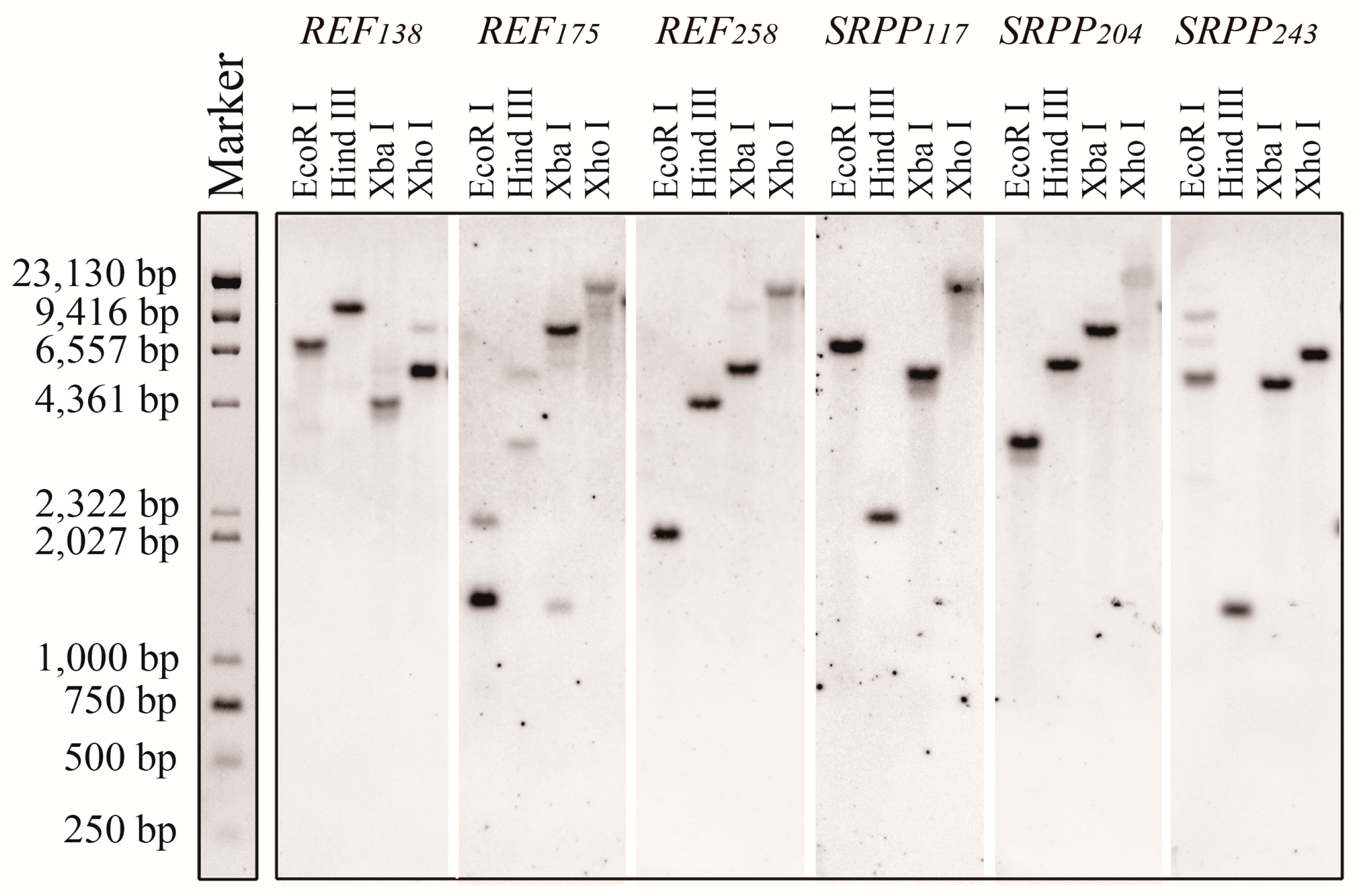 Ijms 18 00958 g002 550
