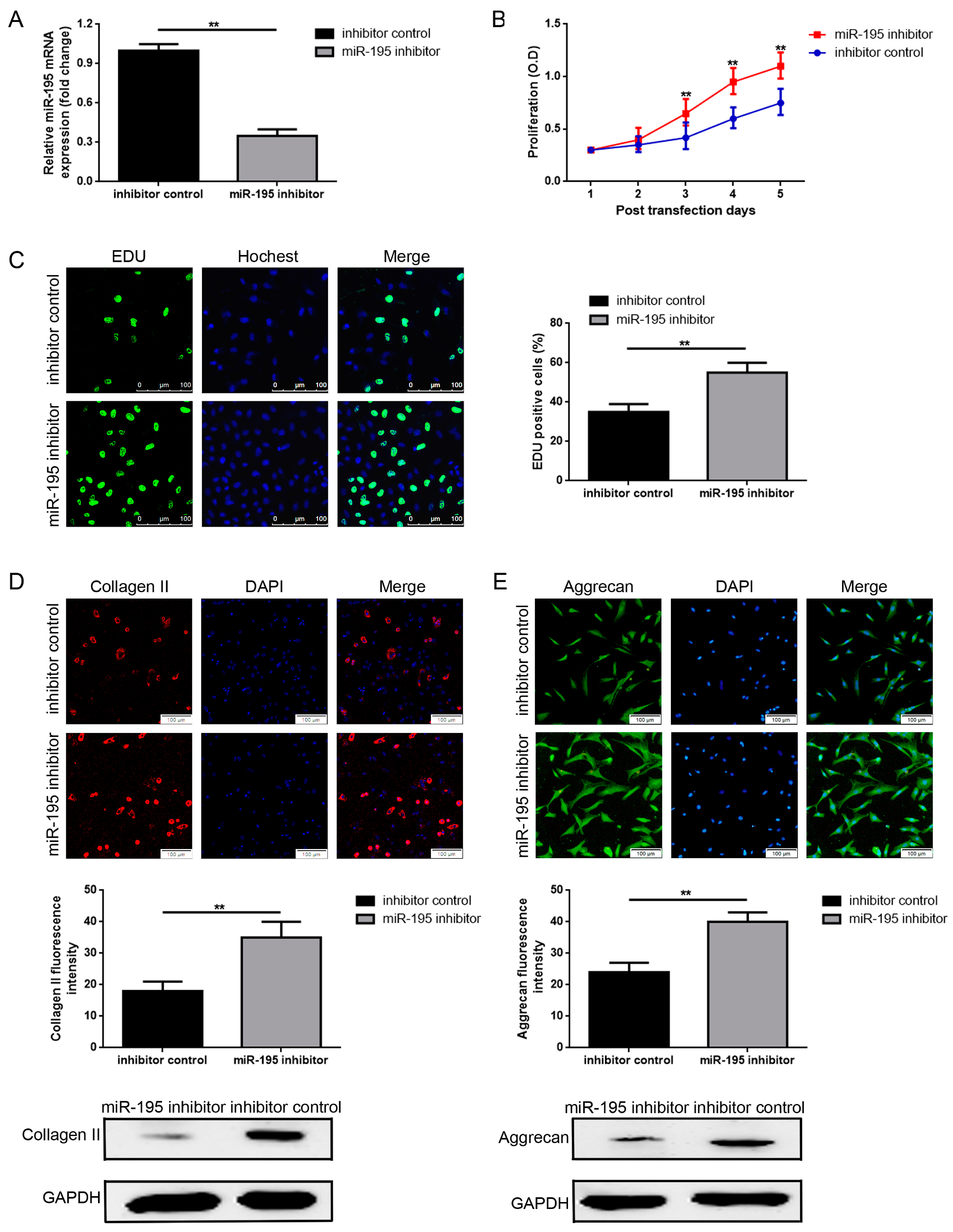 Ijms 18 00975 g002 550