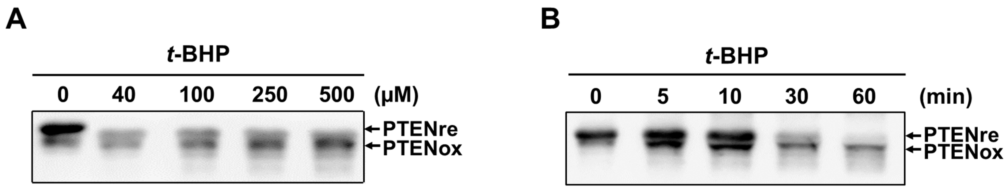 Ijms 18 00982 g001