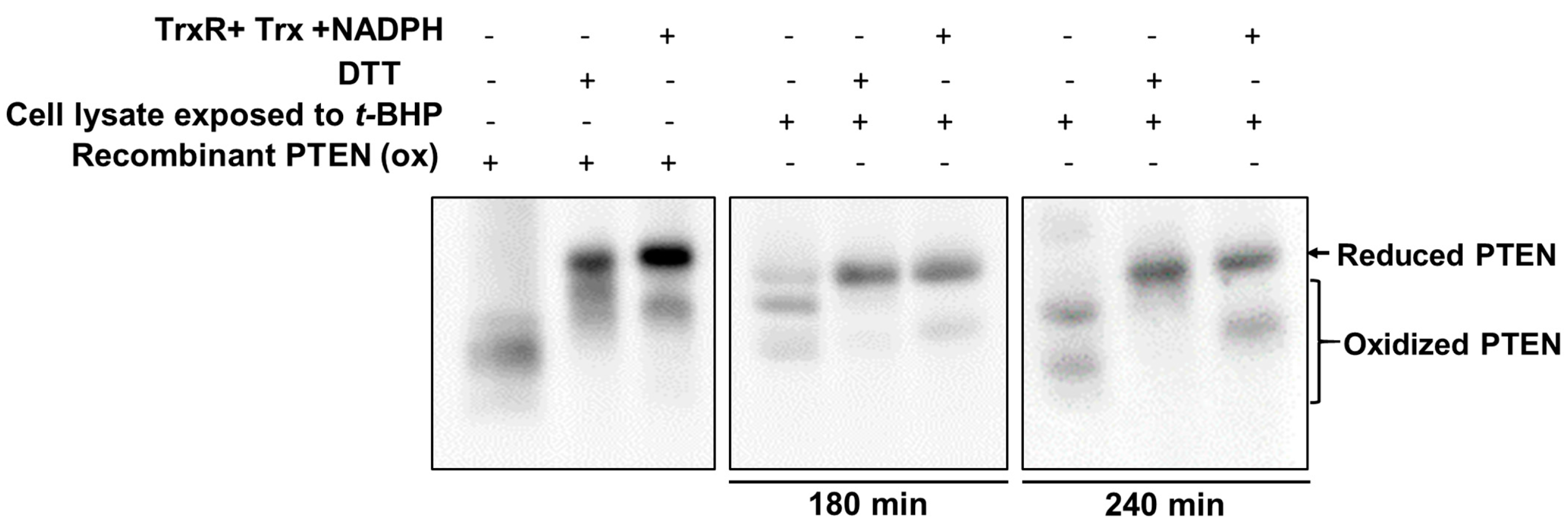 Ijms 18 00982 g003