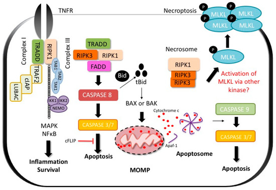 R① Frontiers | Cardiac organoids: a new tool for disease