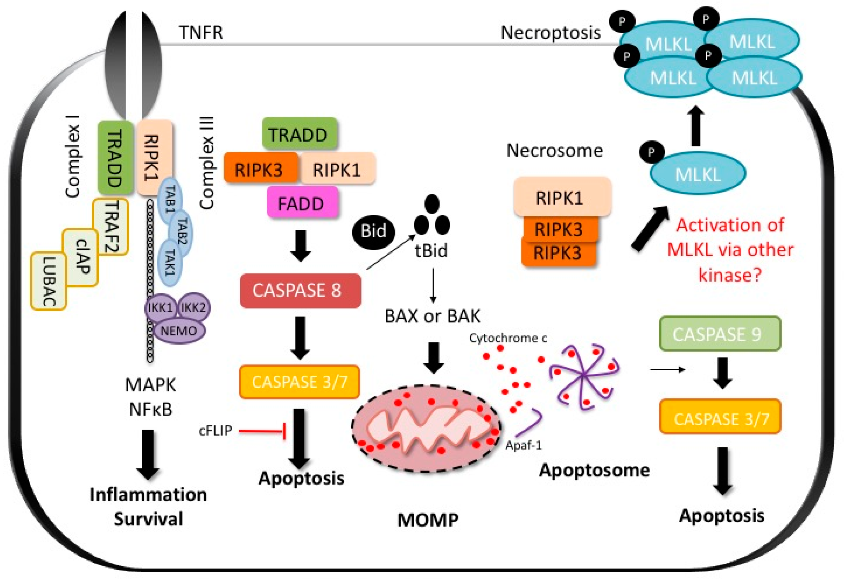 Ijms 18 01018 g001 550