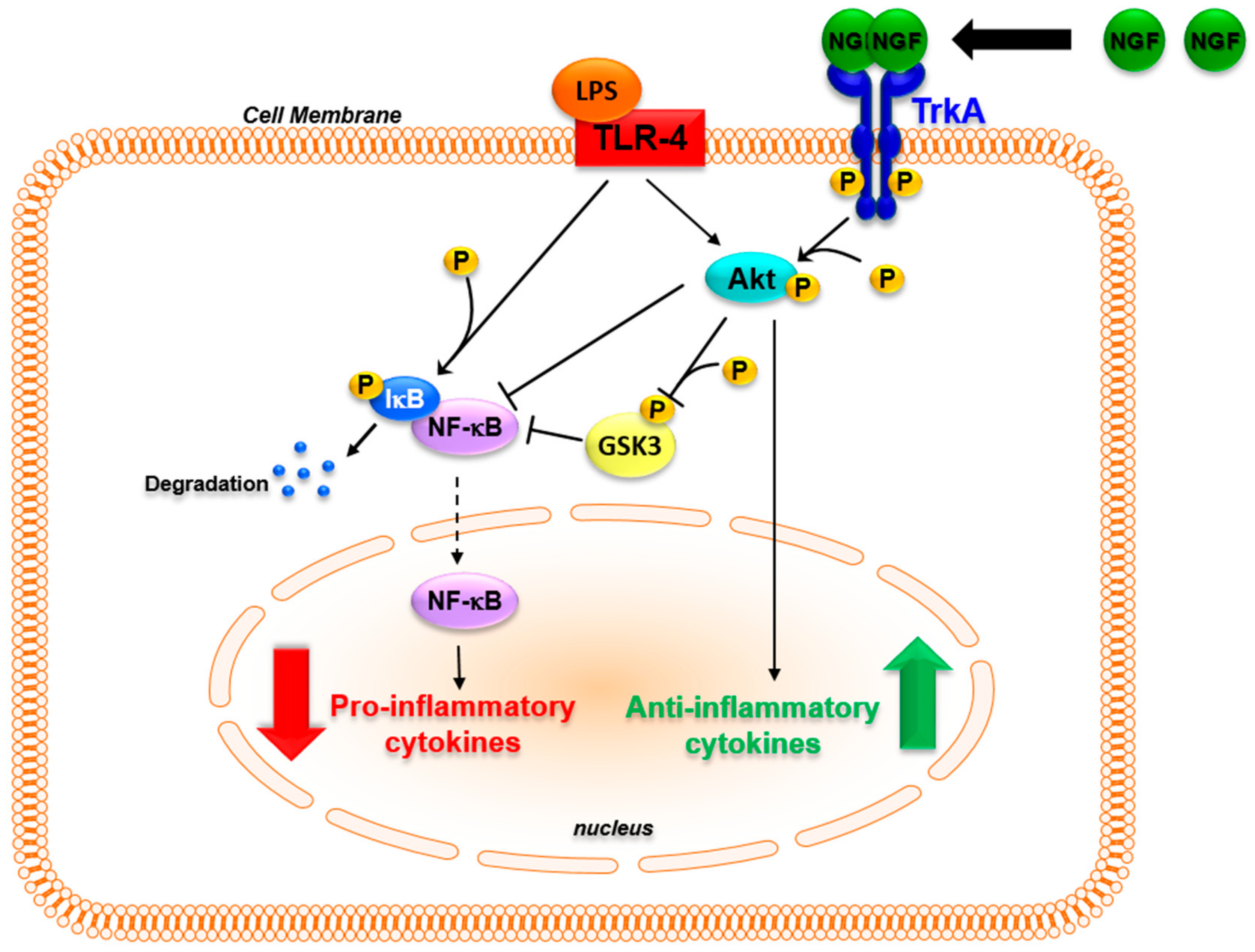 IJMS  Free FullText  NGF and Its Receptors in the Regulation of