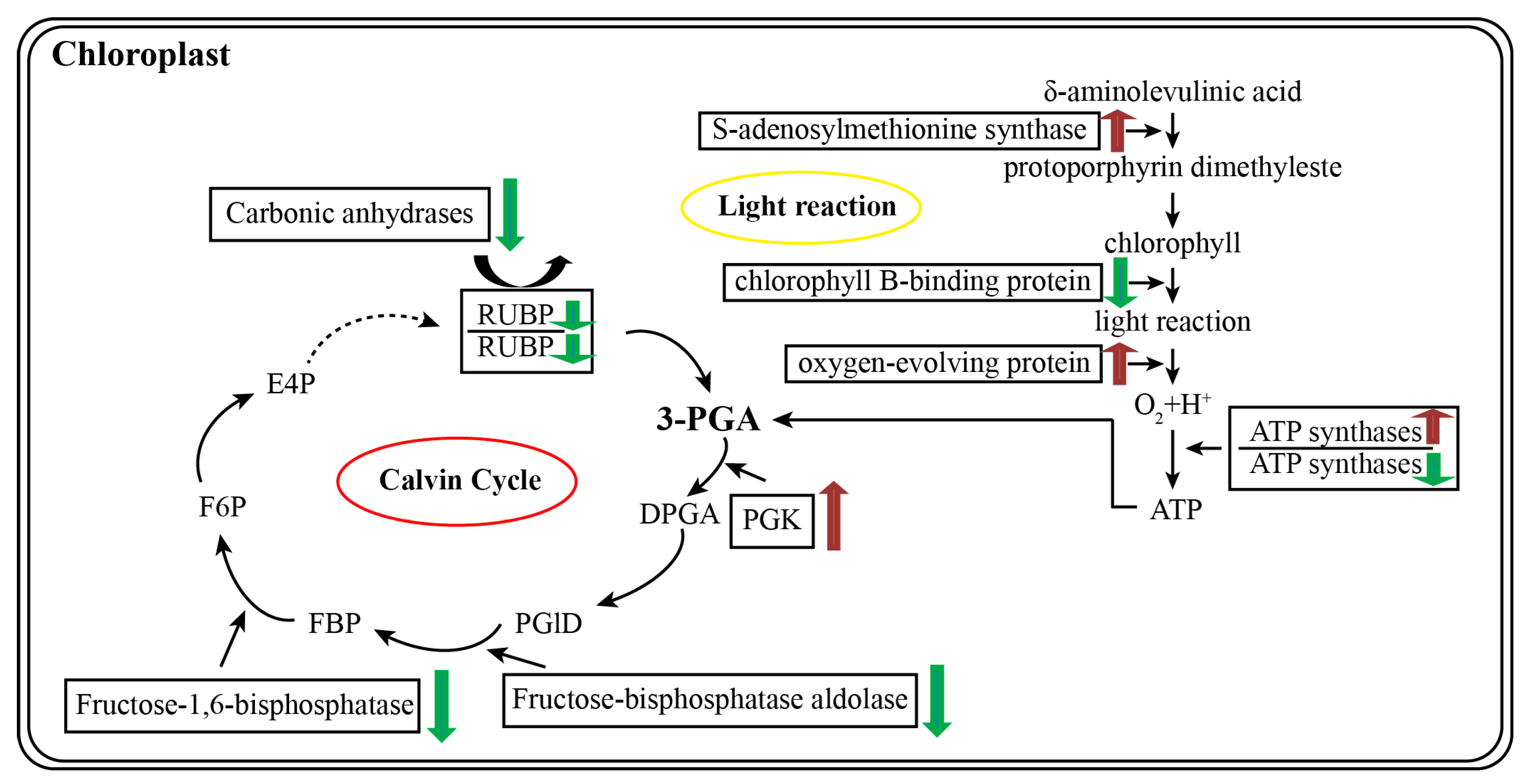 Ijms 18 01046 g009 550