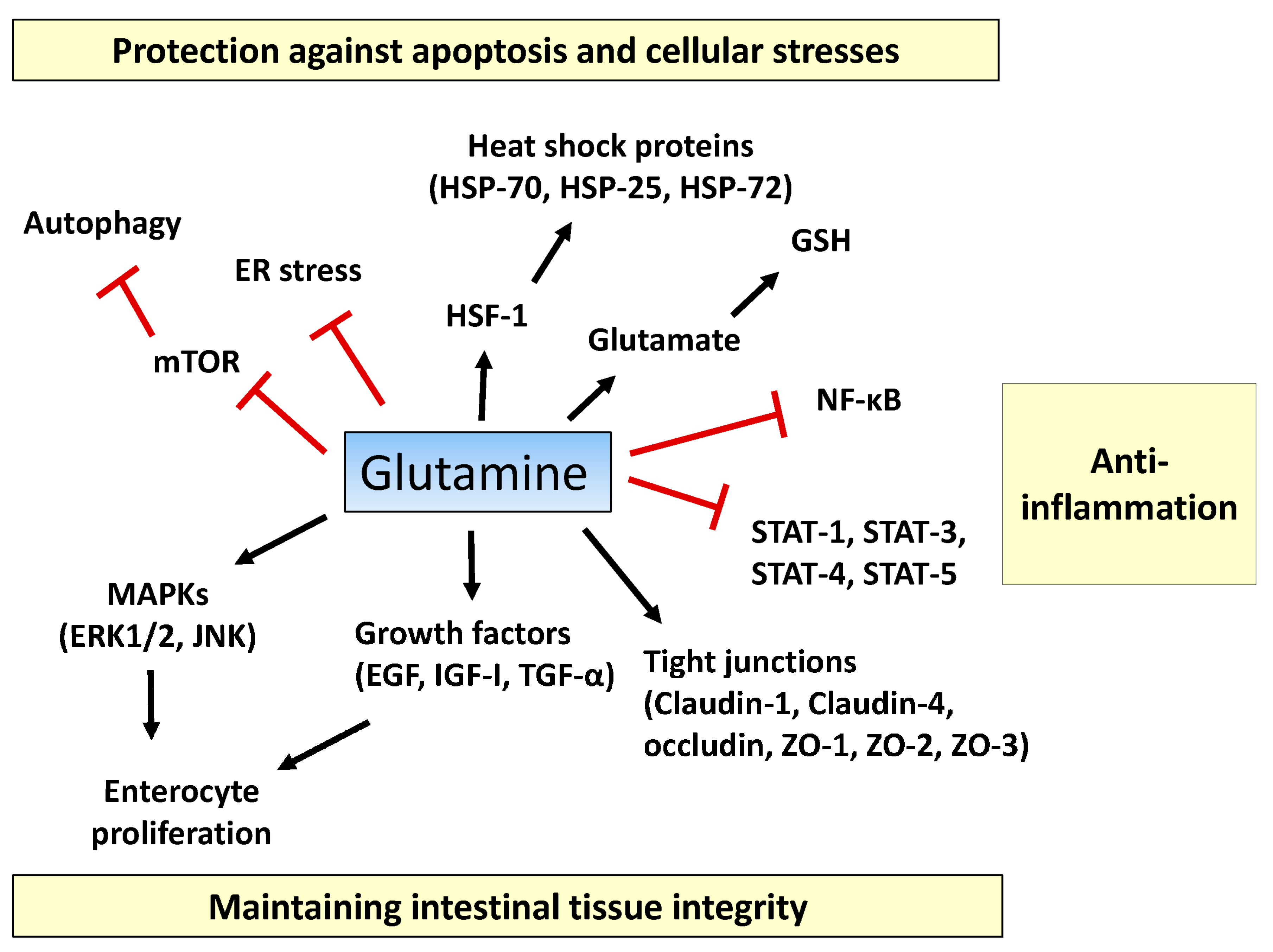 IJMS Free FullText The Roles of Glutamine in the Intestine and Its