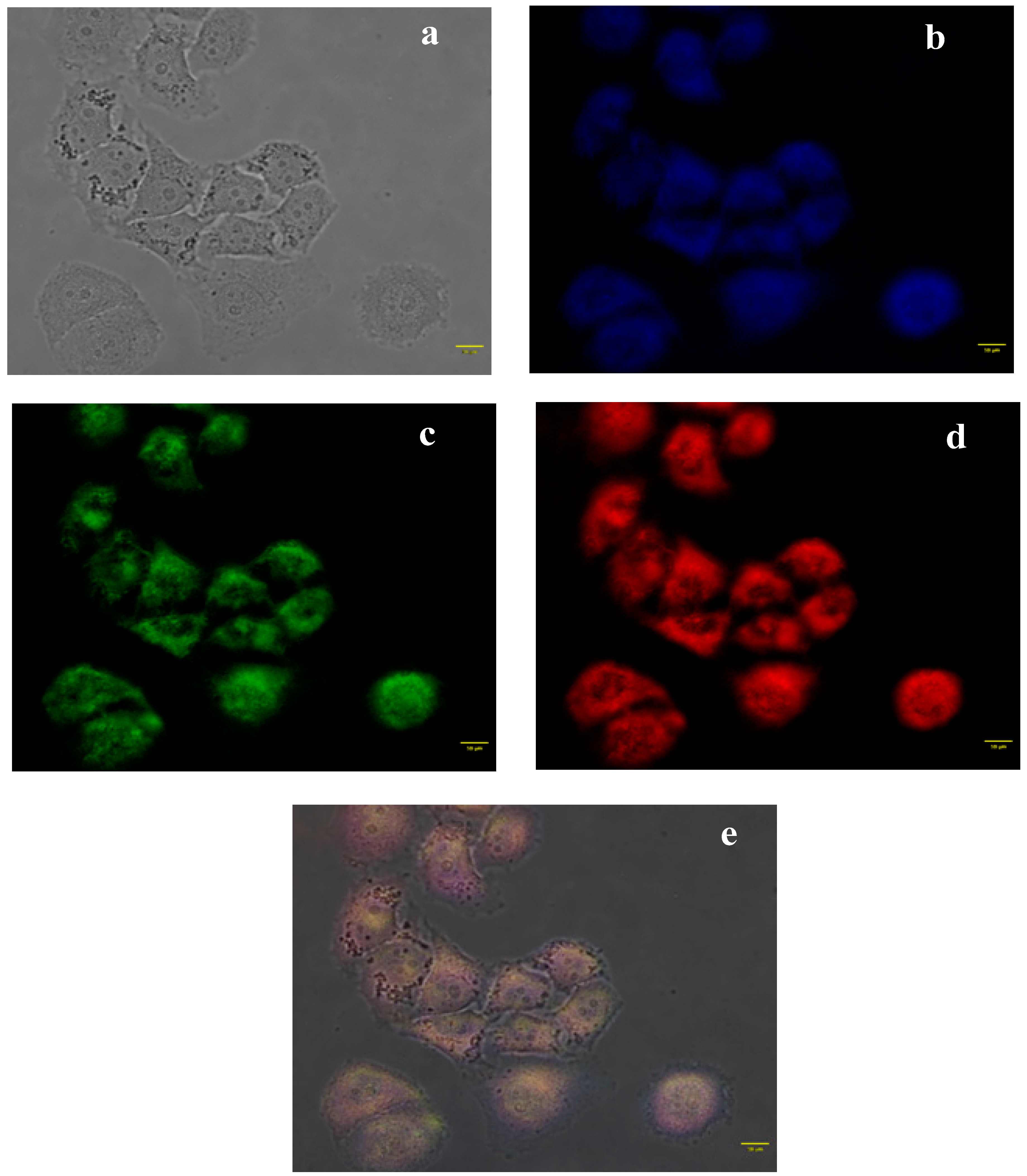 Ijms 18 01090 g008