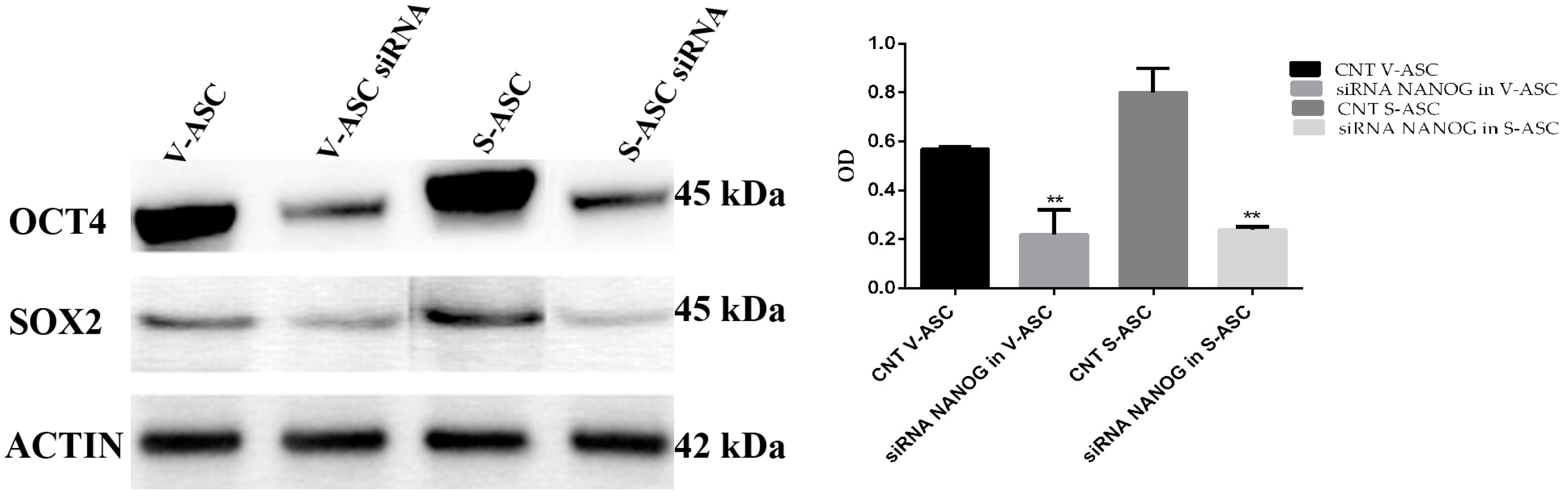 Ijms 18 01107 g009 550